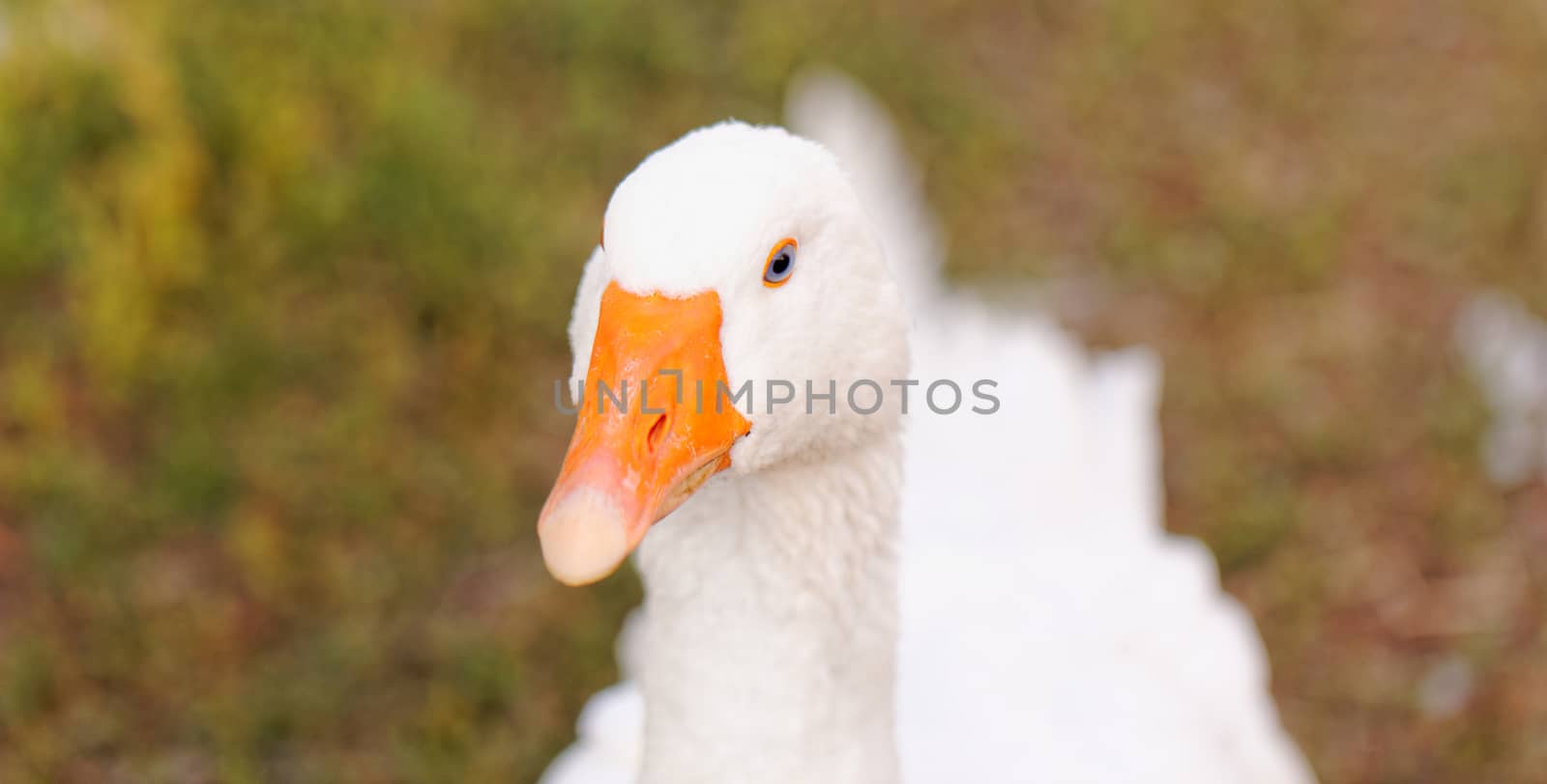 White geese with blue eyes, in farm