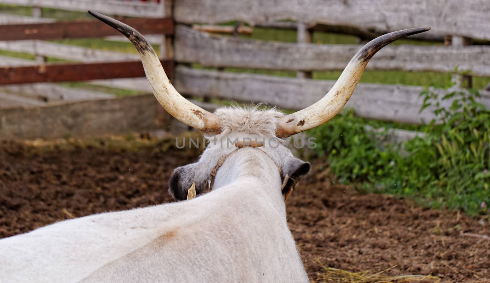 Ruminant Hungarian gray cattle bull in the corral from back