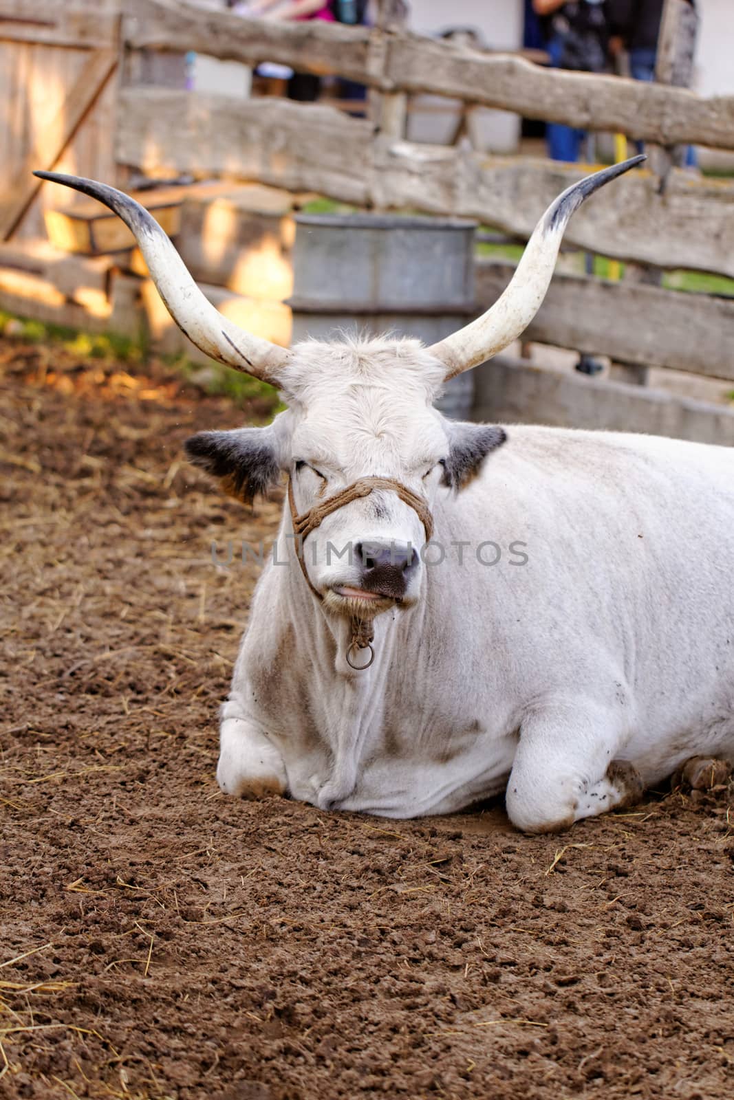 Ruminant Hungarian gray cattle bull in the corral