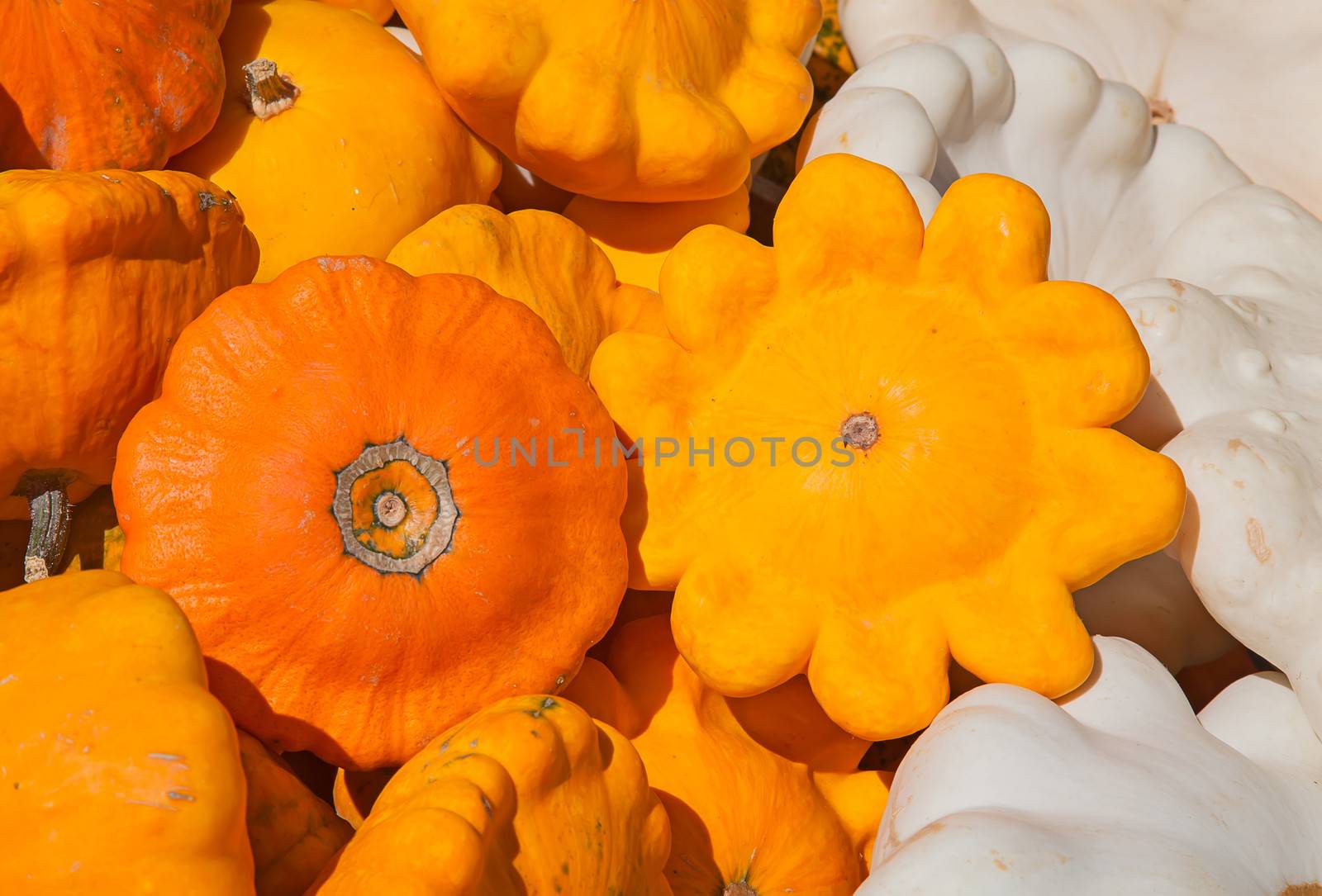 Colorful pumpkins collection on the autumn market