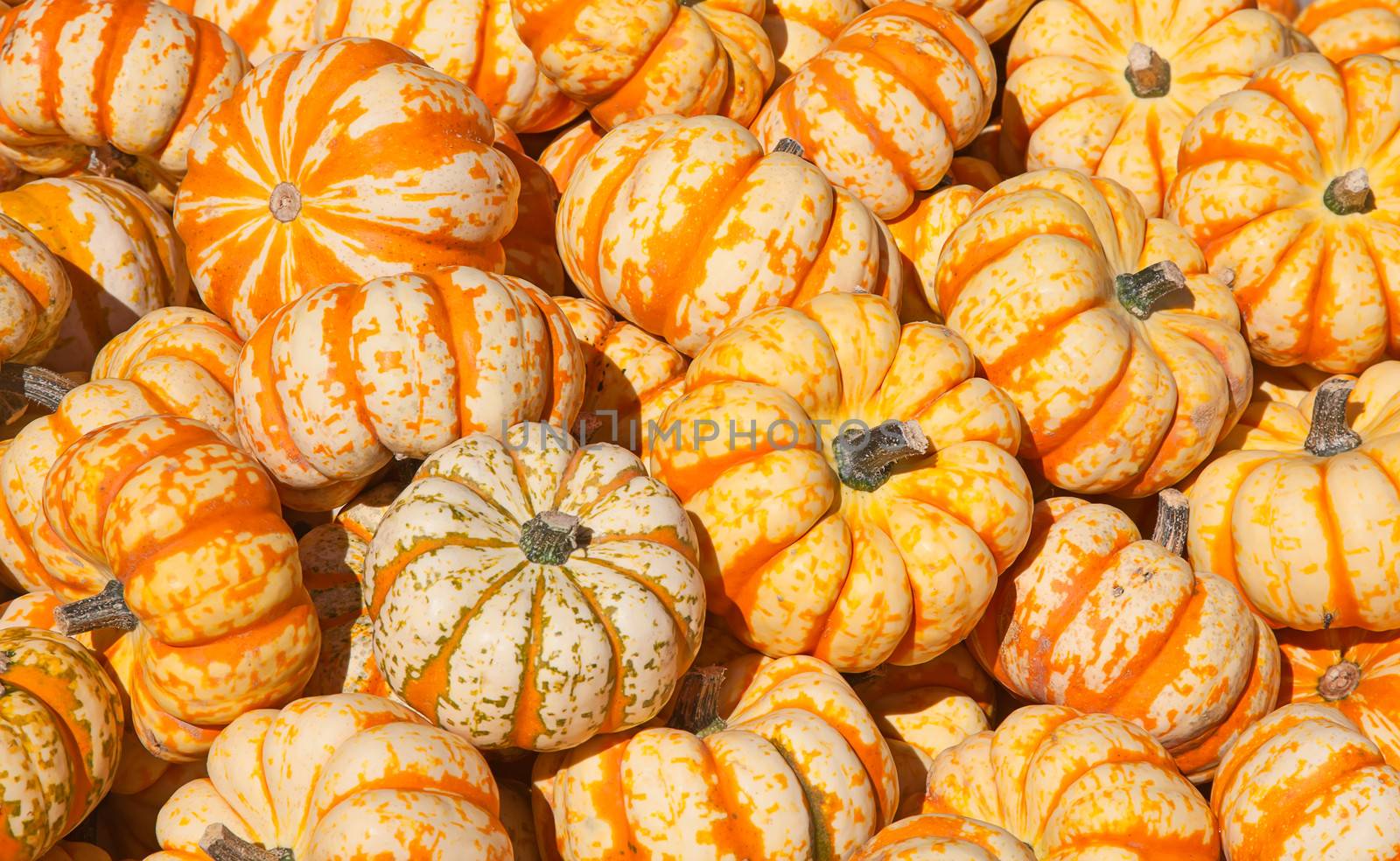 Colorful pumpkins collection on the autumn market