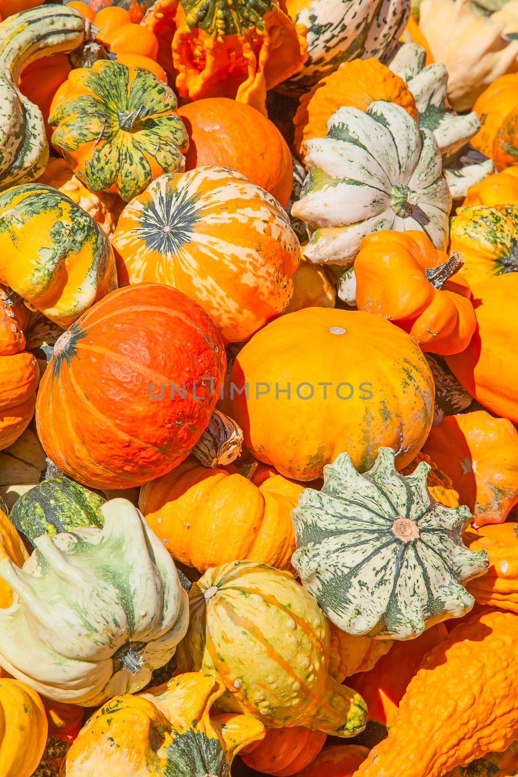 Colorful pumpkins by swisshippo