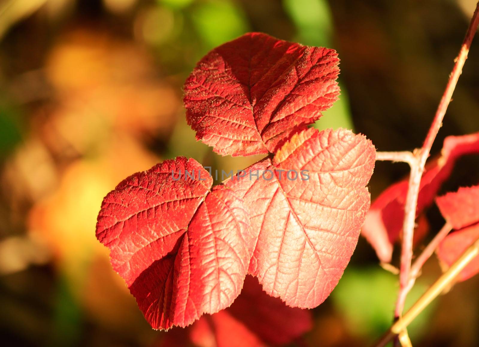 Autumn leaves Bush BlackBerry red, illuminated by the sun.