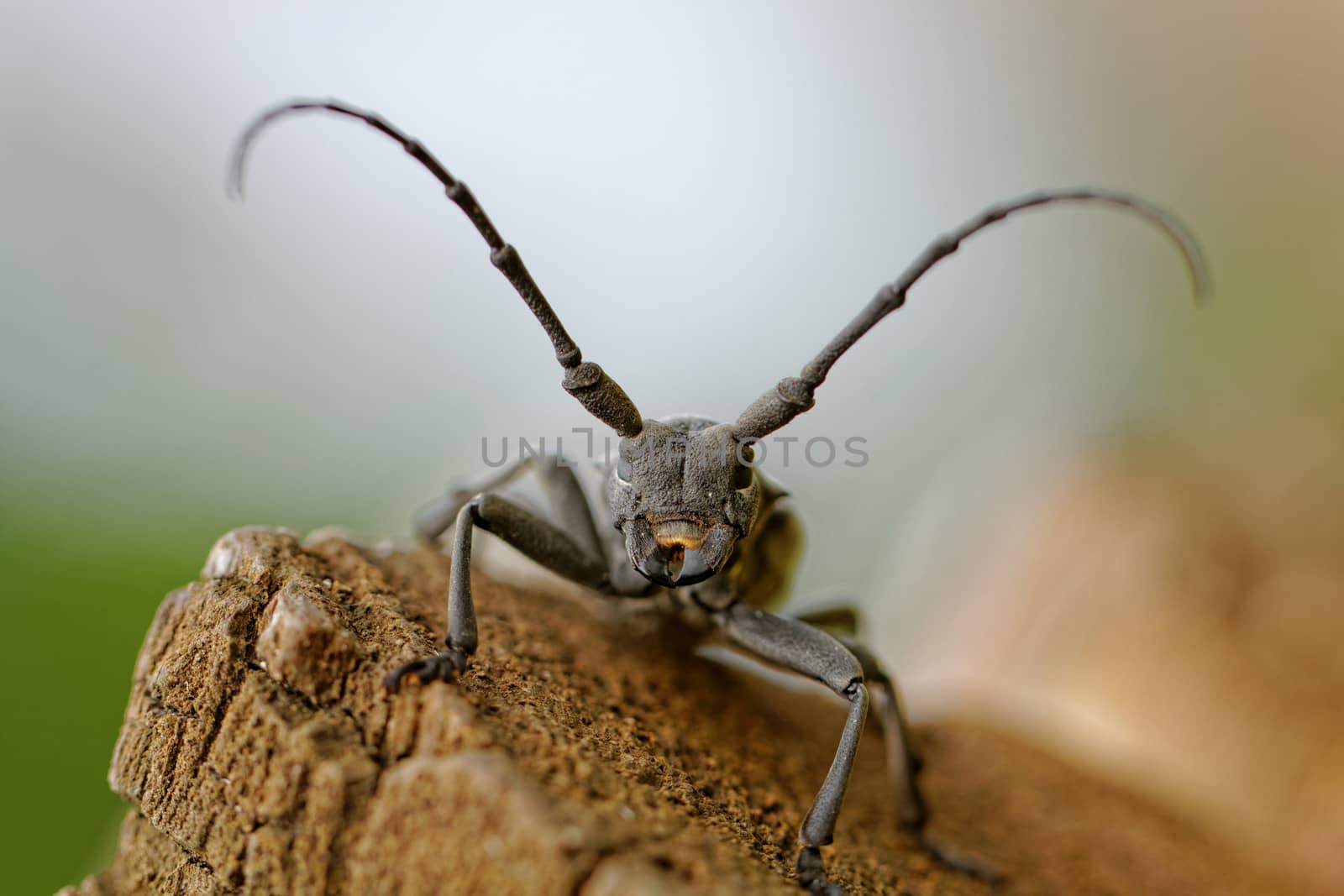 Macro photo of the Capricorn Beetle in the nature from back