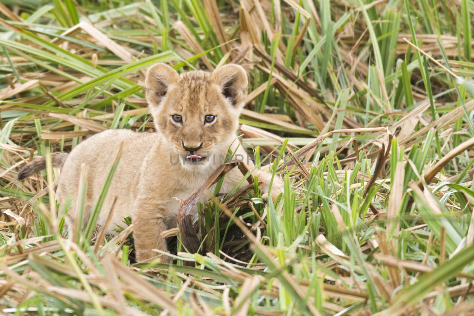 Small african lion cub sit in long grass,  Masai Mara National Reserve, Kenya, Africa