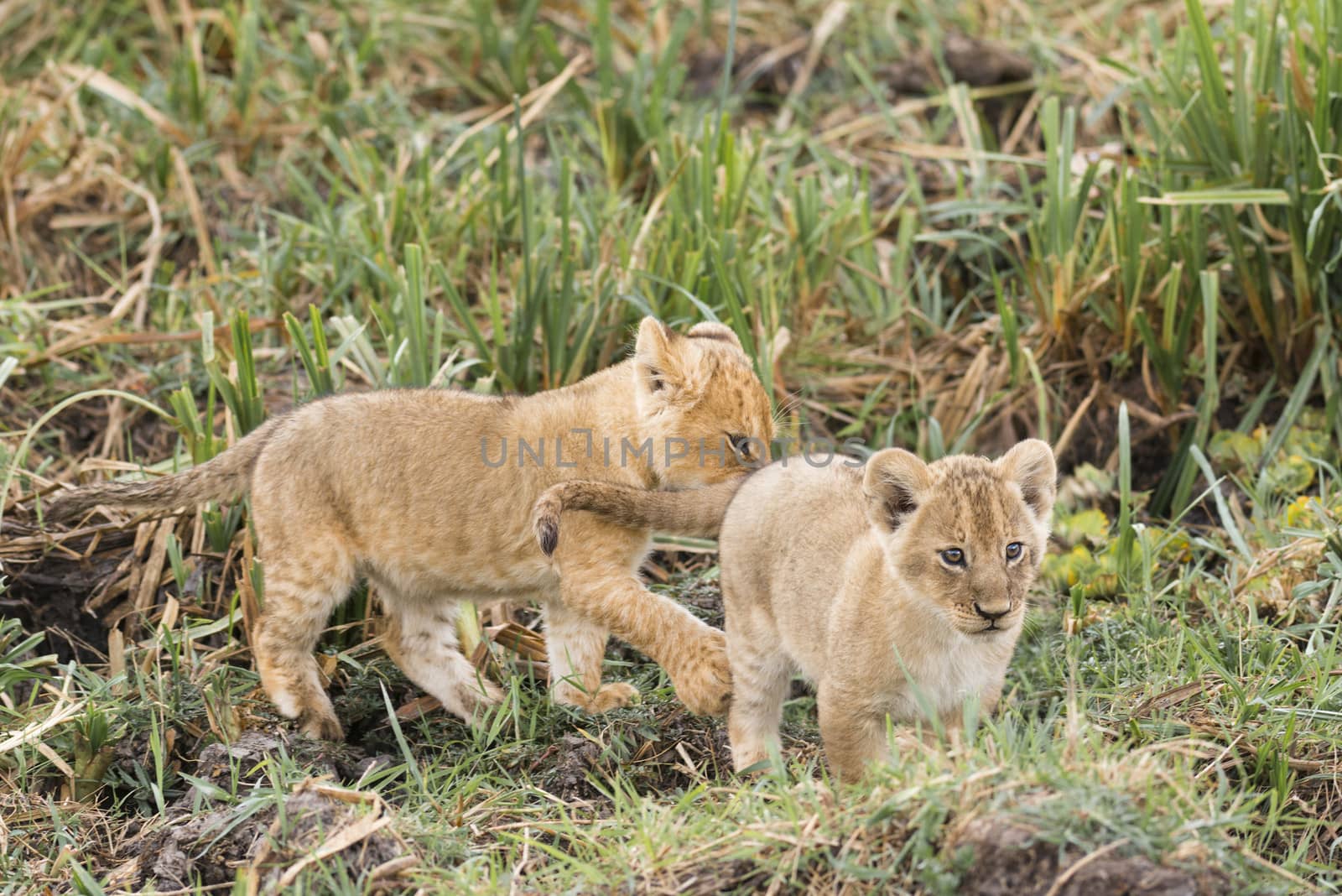 Juvenile playful african lion cubs , Masai Mara National Reserve, Kenya, Africa