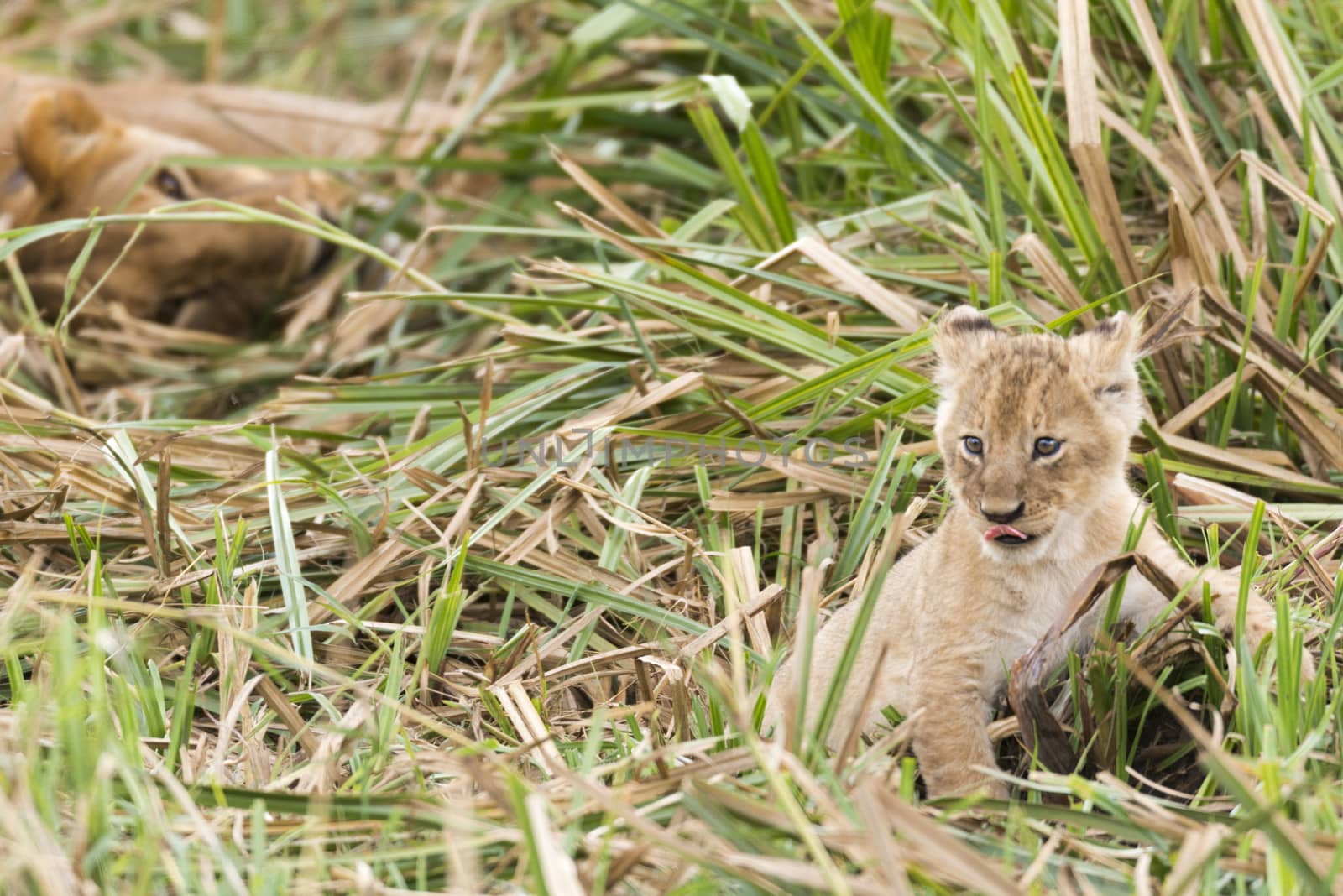 Juvenile african lion playing in front of its mother, Masai Mara National Reserve, Kenya, Africa