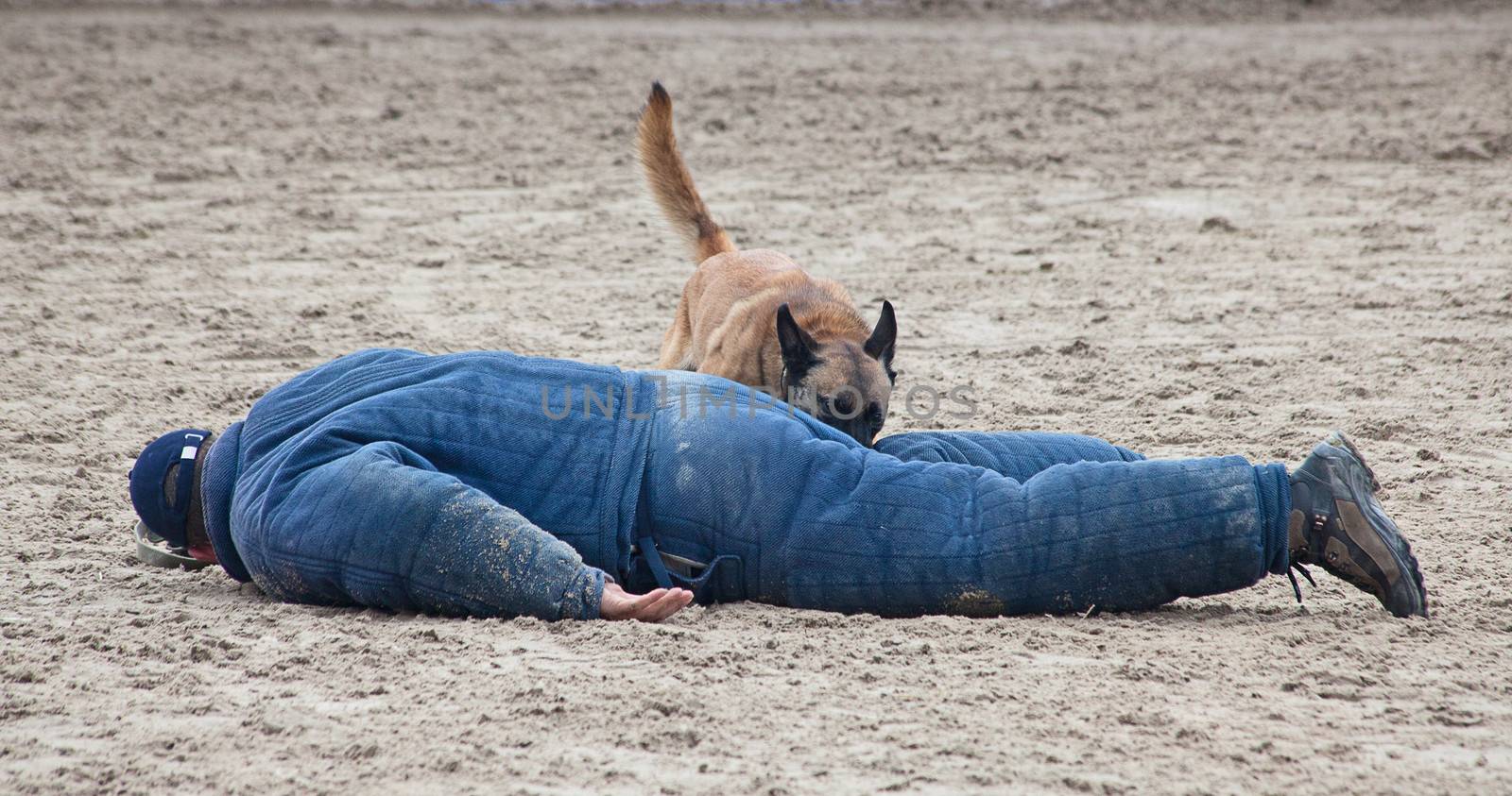 Police dog attacking suspected crime at training