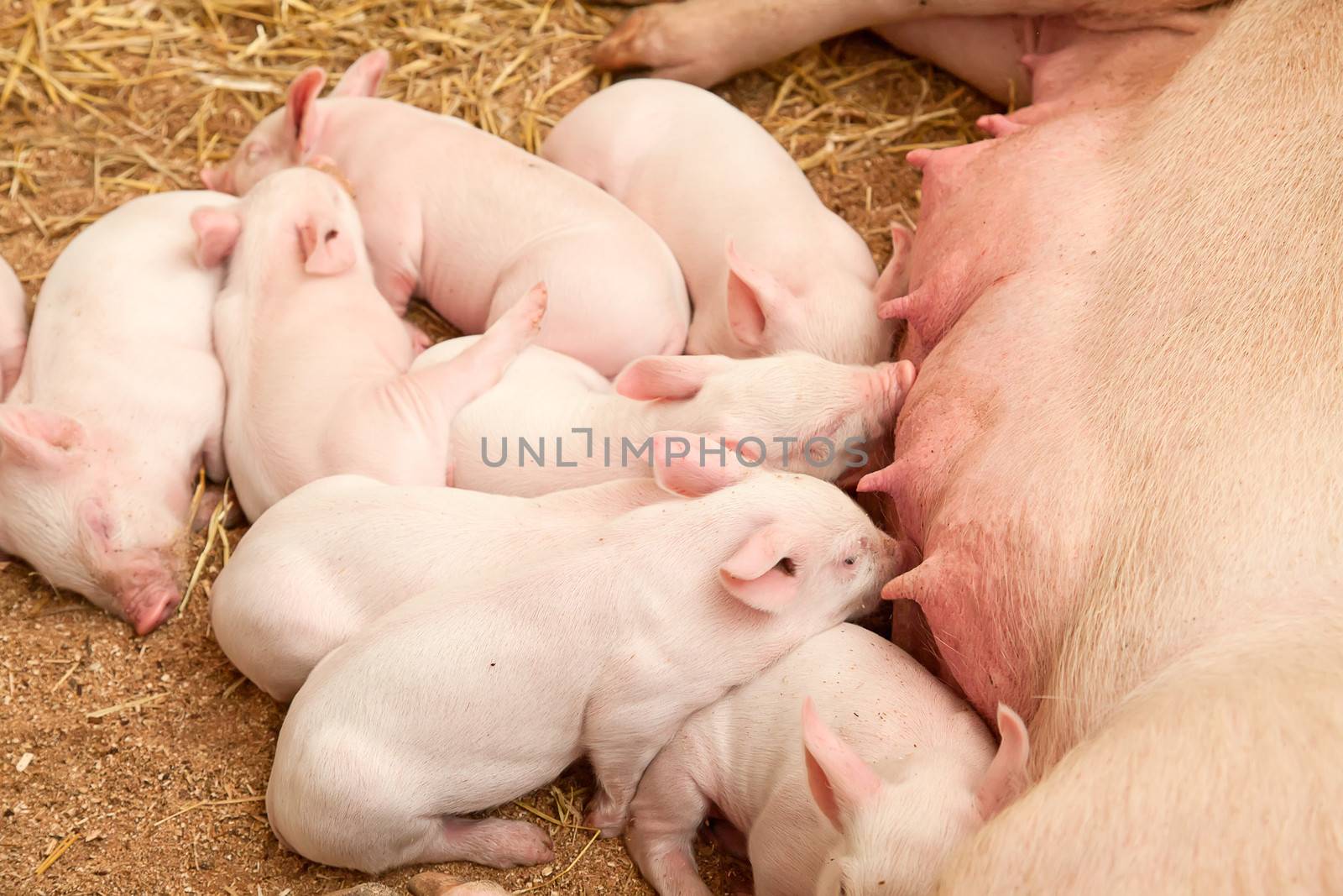 Young pigs sleeping in the barn