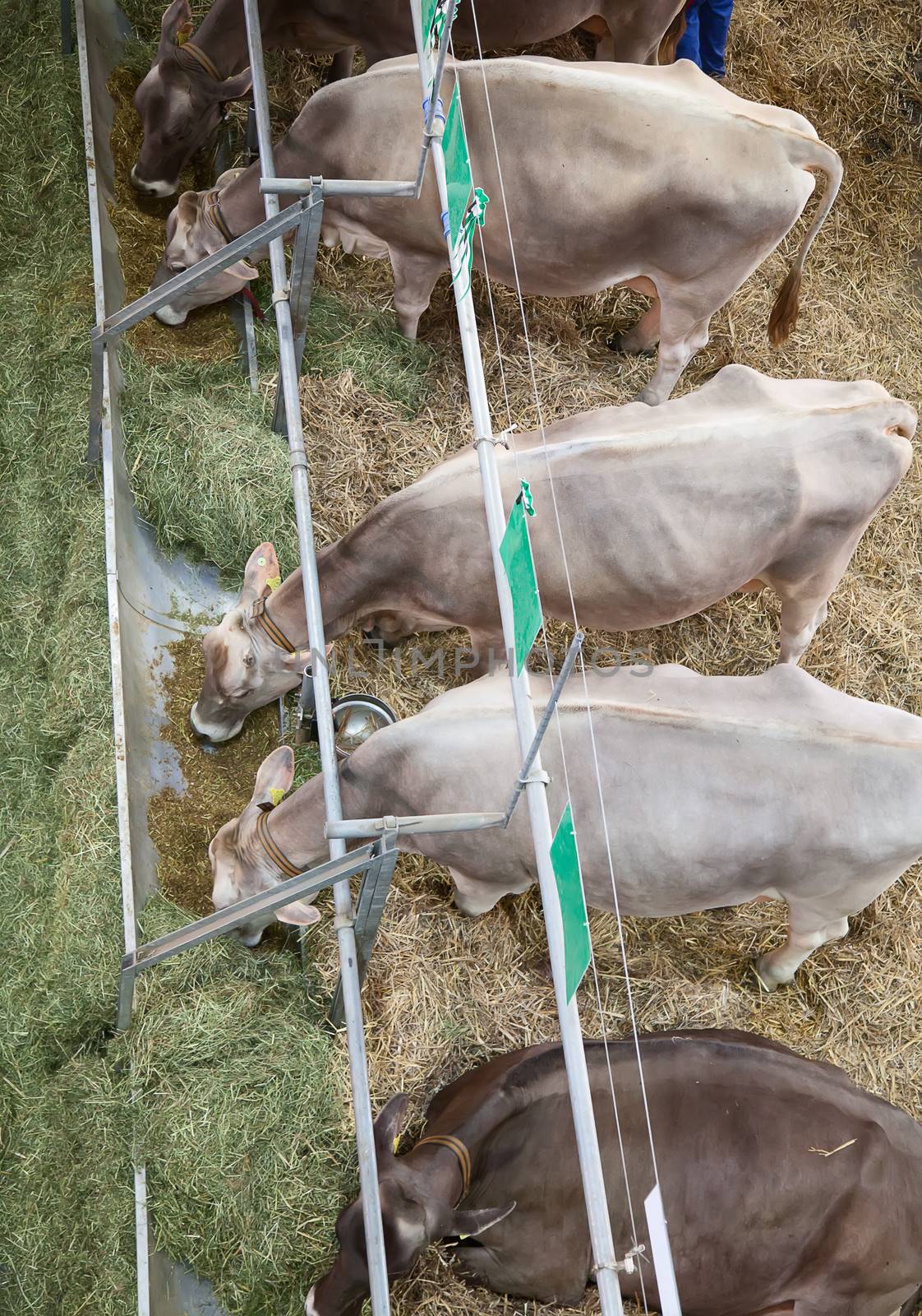 Best swiss cows presented on a yearly exhibition