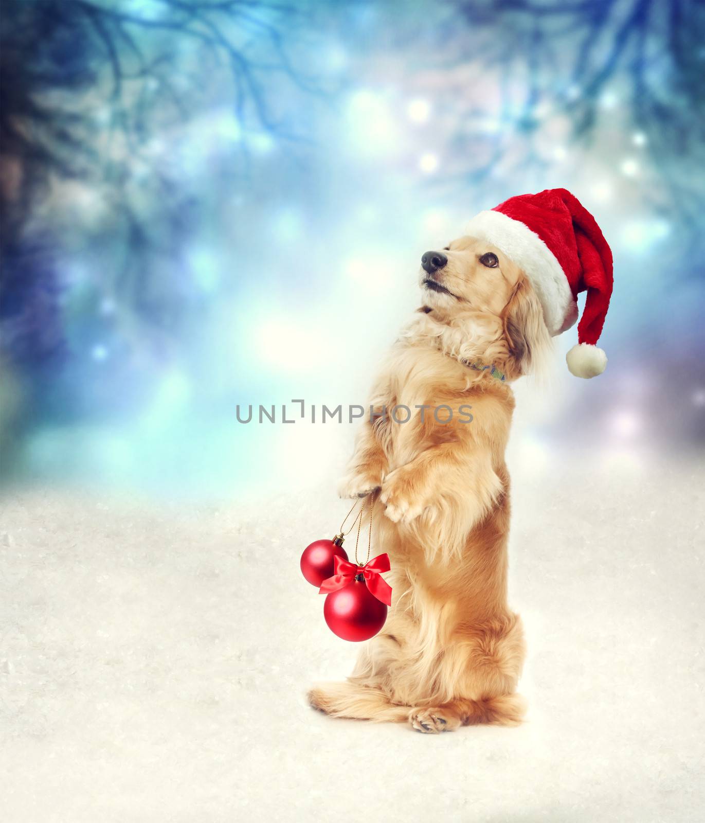 Dachshund dog with Santa hat holding two Christmas baubles