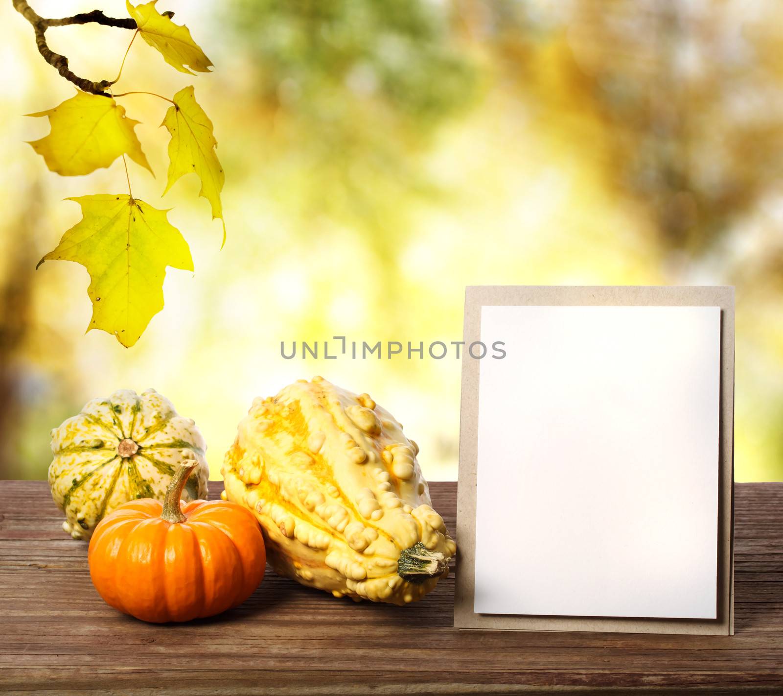 Squashes and greeting card by melpomene