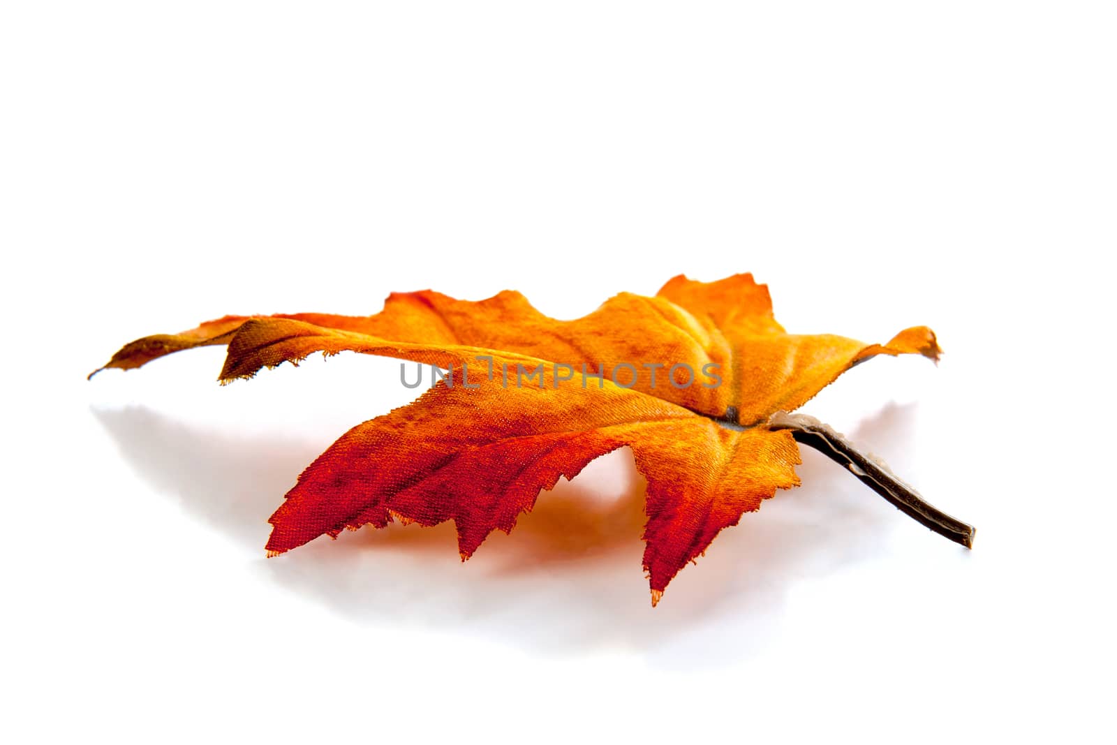 An Autumn leaf in yellow and orange