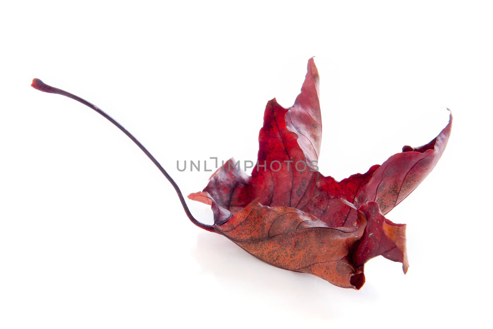 An Autumn leave on a white background