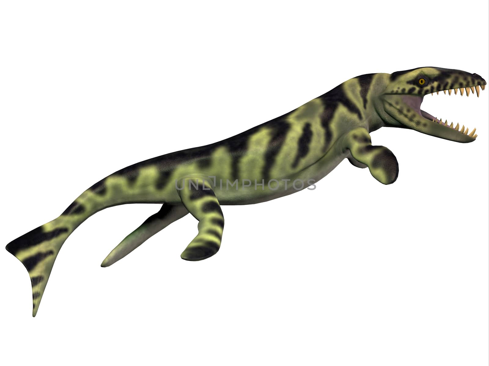 Dakosaurus was discovered in Argentina. It is unique among the family of marine crocodylians with its short snout (which is why it was nicknamed "Godzilla"). It lived during the Late Jurassic - Early Cretaceous.