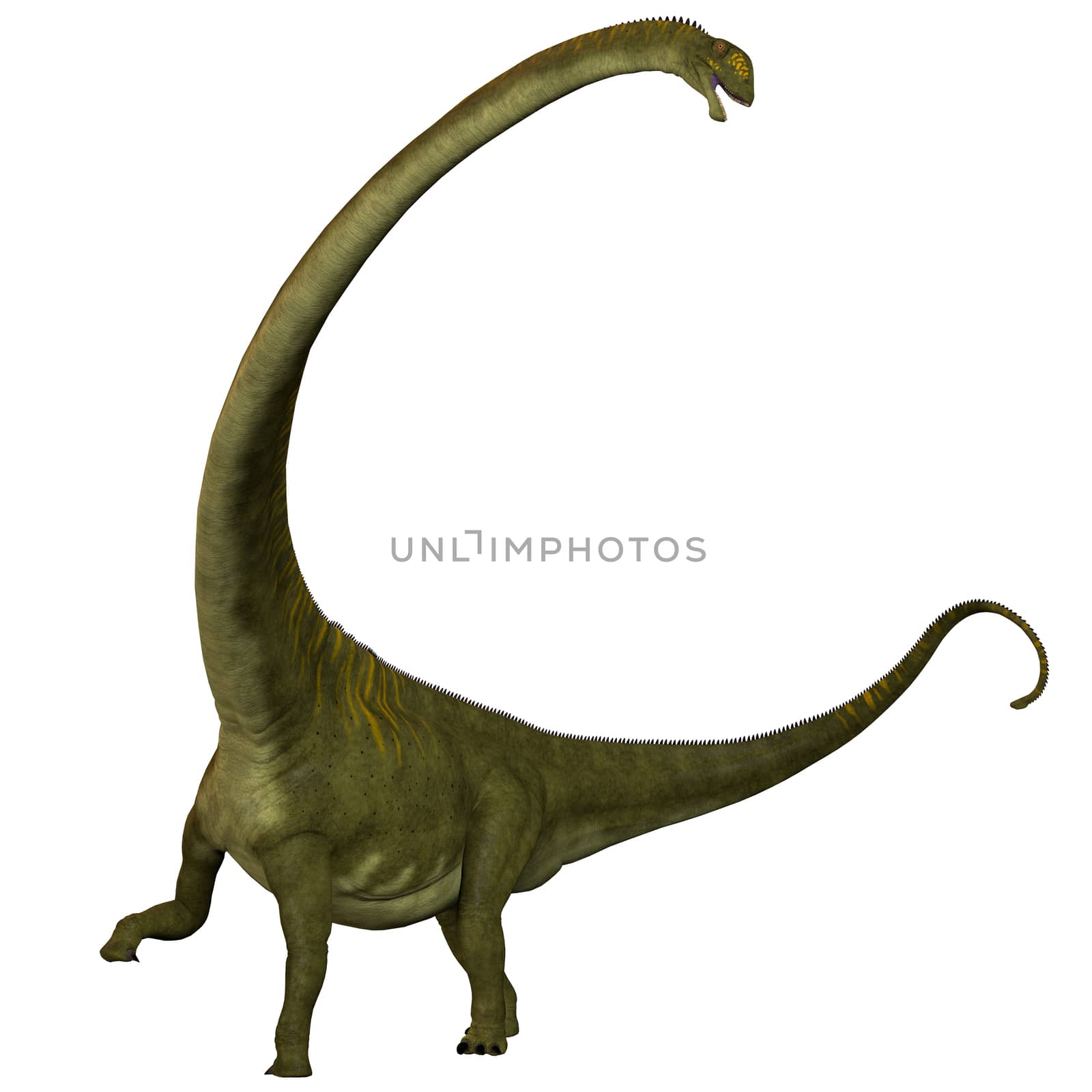 Mamenchisaurus hochuanensis on White by Catmando