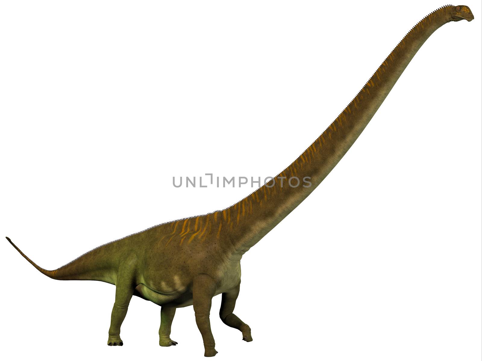 Mamenchisaurus was a plant-eating sauropod dinosaur from the late Jurassic Period of China.