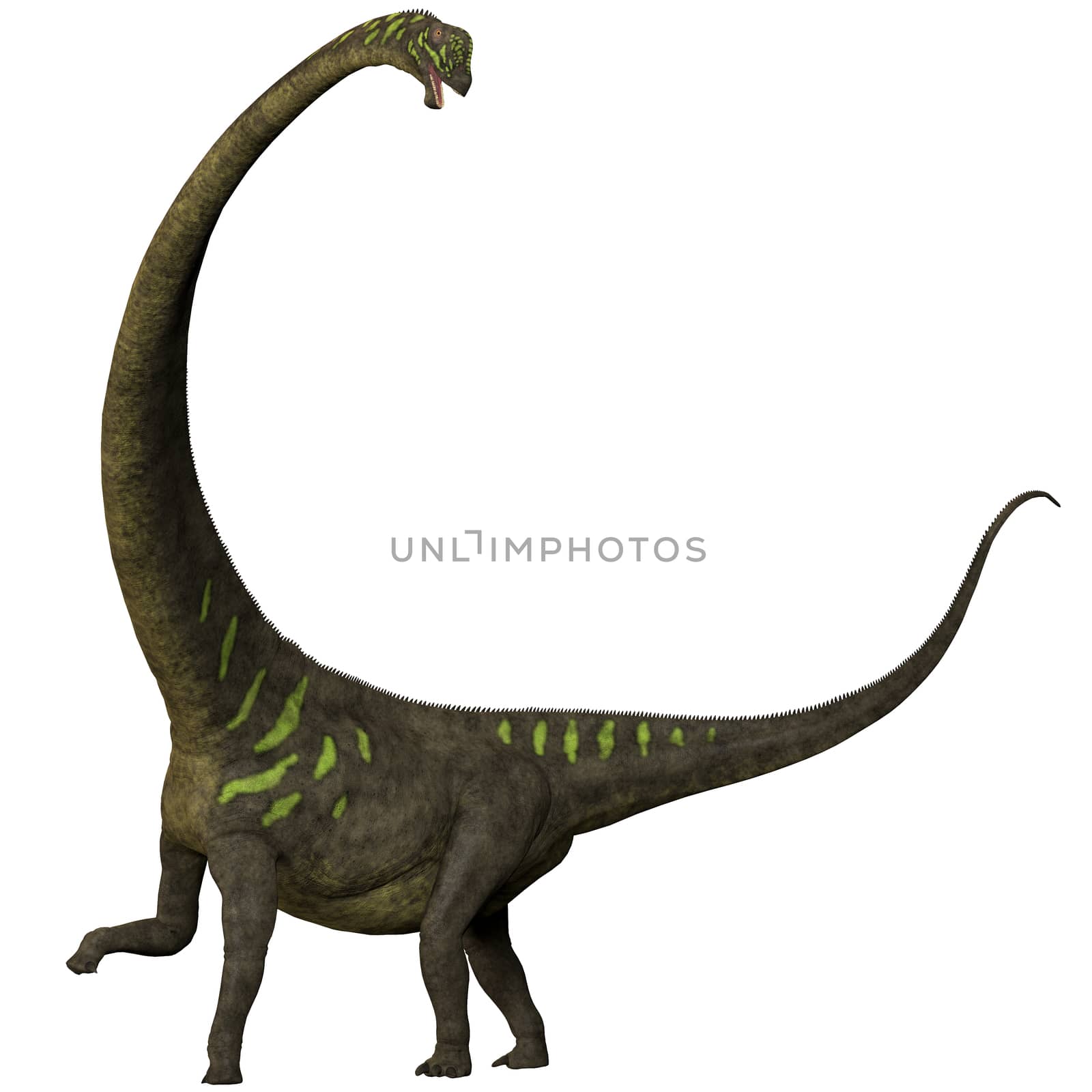 Mamenchisaurus youngi on White by Catmando