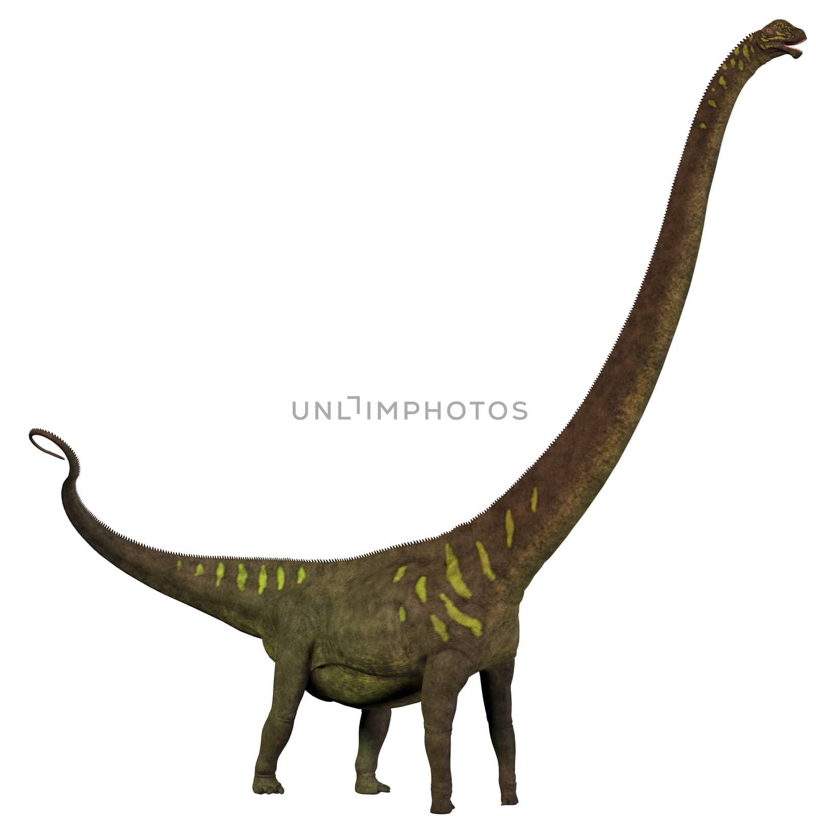 Mamenchisaurus youngi Profile by Catmando