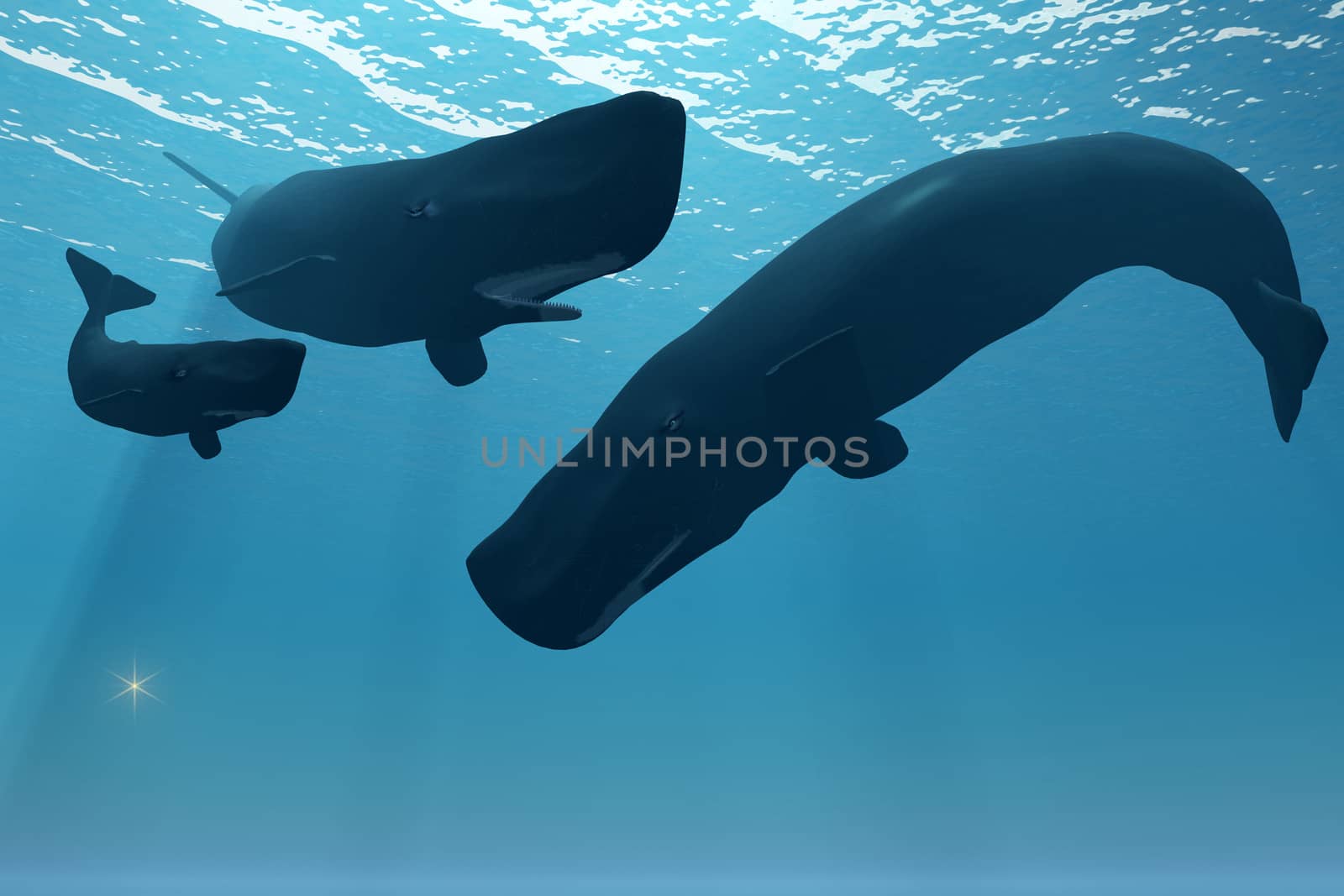 A mother Sperm whale keeps herself between her calf and an interested male.