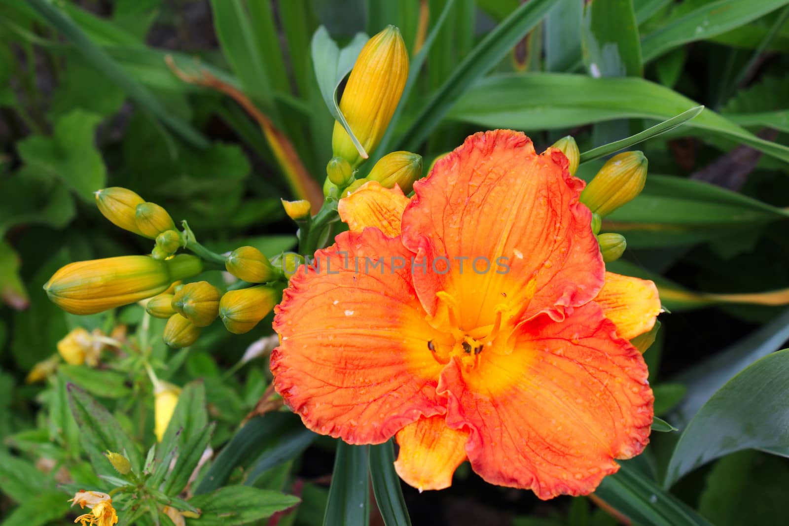 Orange Gladiola Flower and Buds by Catmando