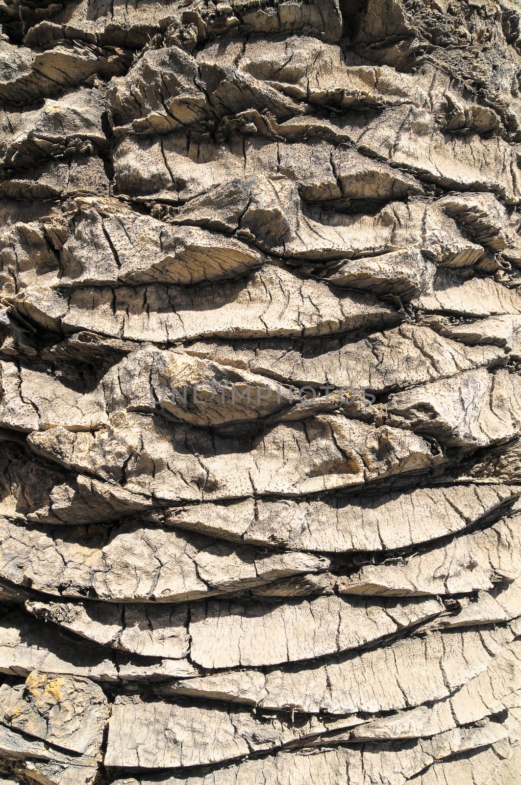 Close up of the Bark of a Textured  Palm Tree