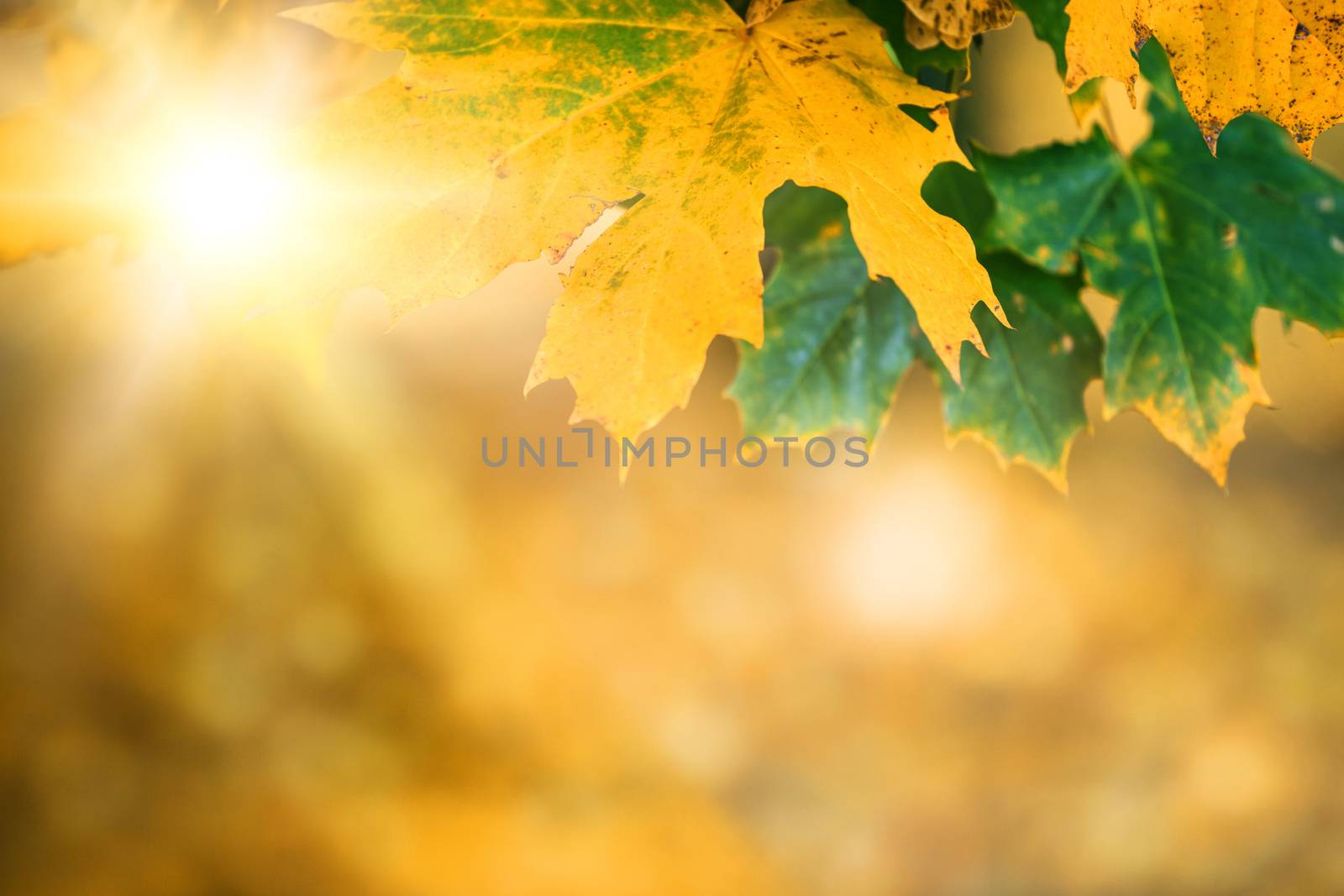 autumn leaves with sunlight, bokeh and shallow focus