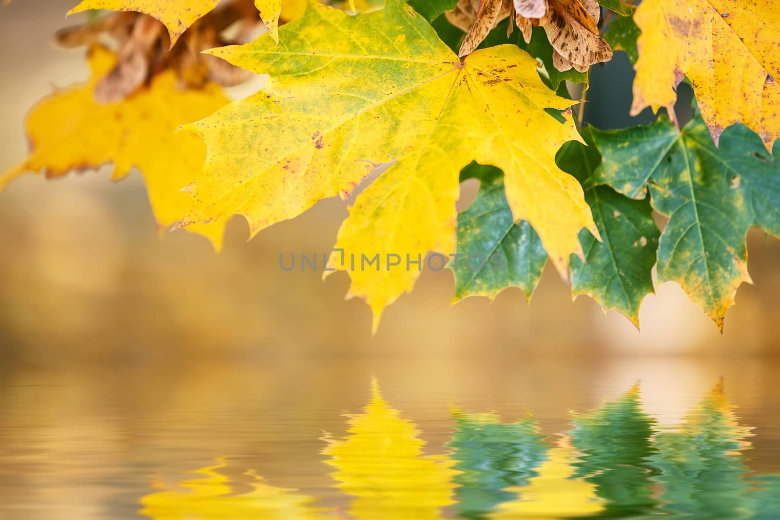 autumn leaves, reflecting in water, very shallow focus