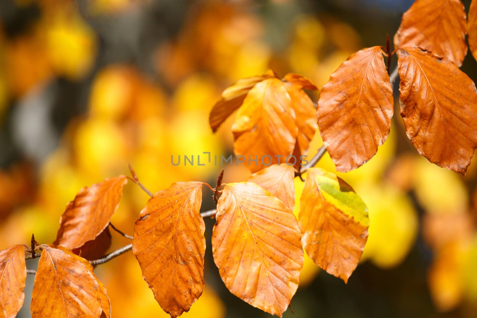 Autumn background with orange leaves with shallow focus