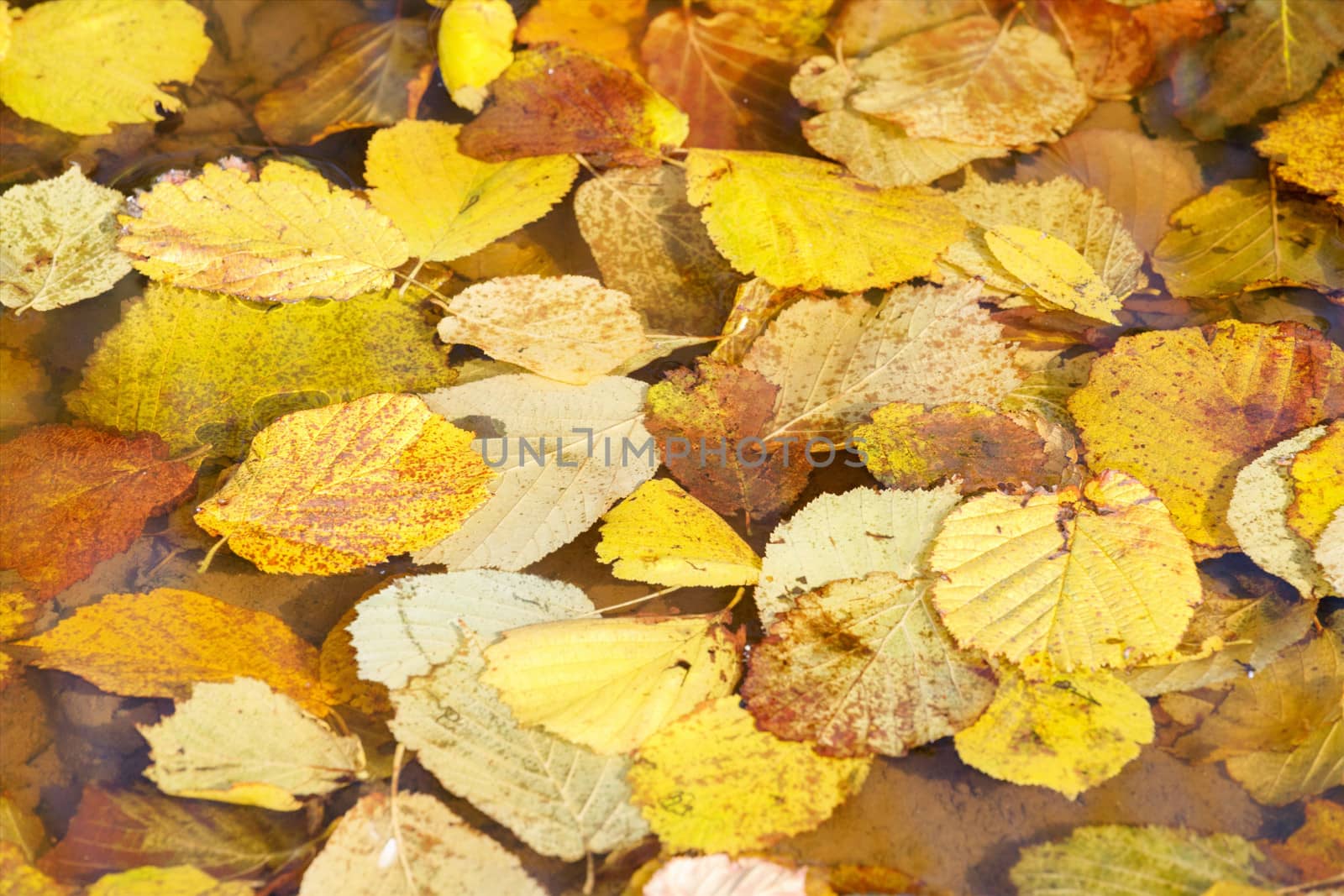 autumn leaves in water for background or backdrop