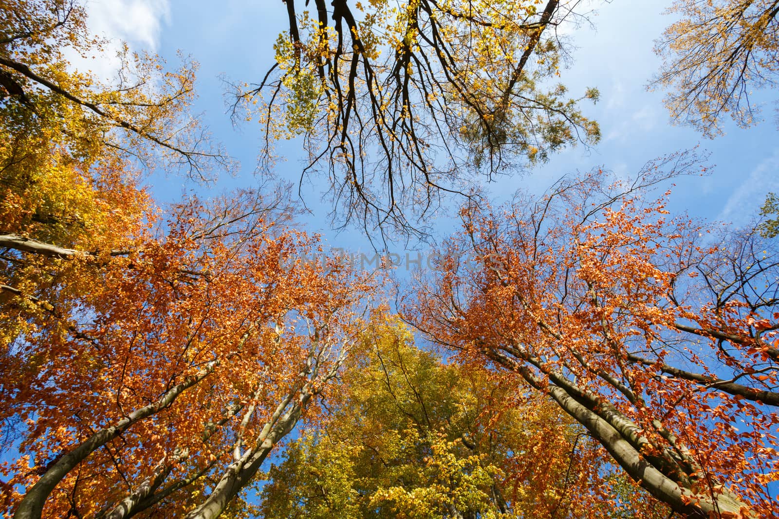 autumn colored trees on blue sky, view from ground to top