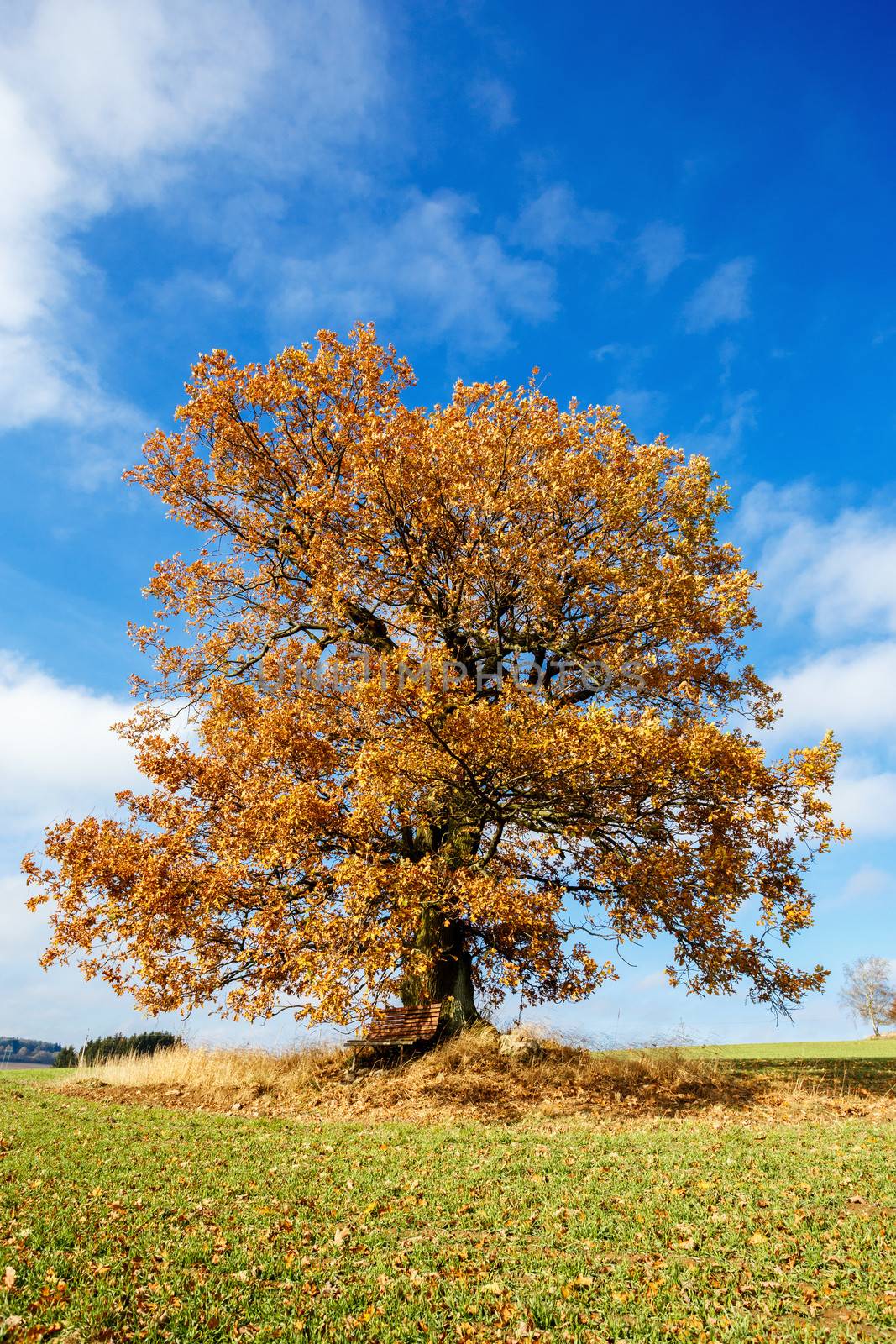 alone orange autumn tree on a green meadow and blue sky with clouds