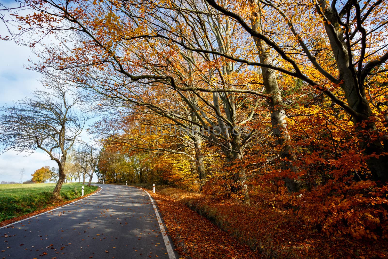 rural road in the autumn with yellow colored trees