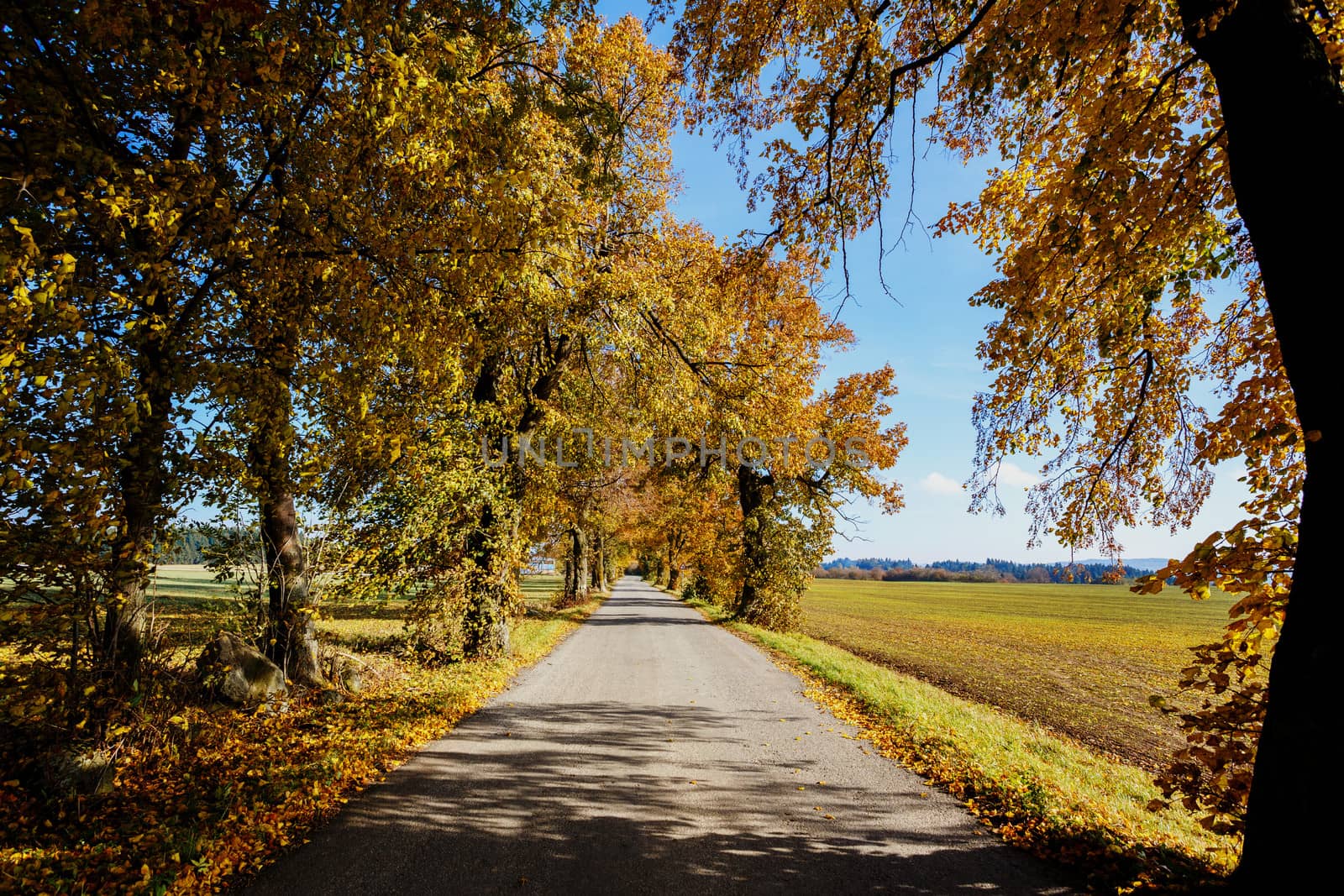 rural road in the autumn with yellow colored trees