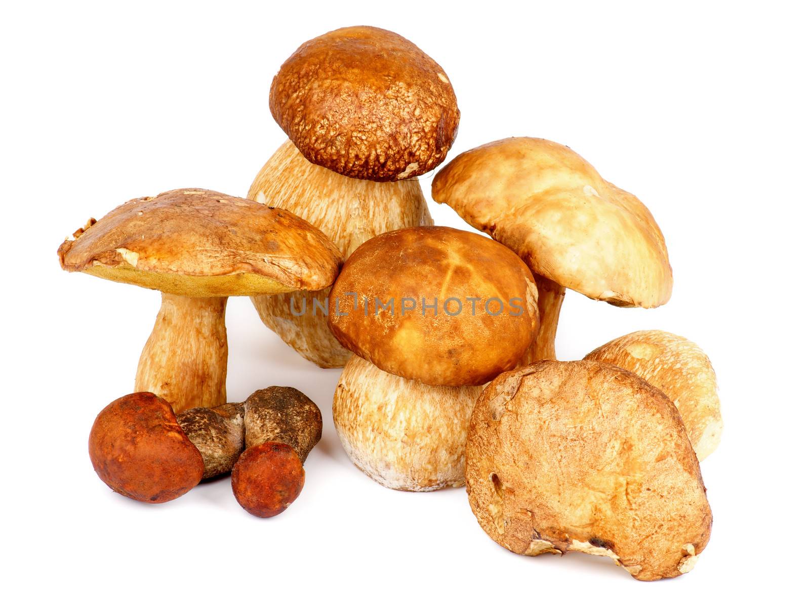 Heap of Fresh Ripe Porcini Mushrooms, Orange-Cap Boletus and Peppery Bolete isolated on white background