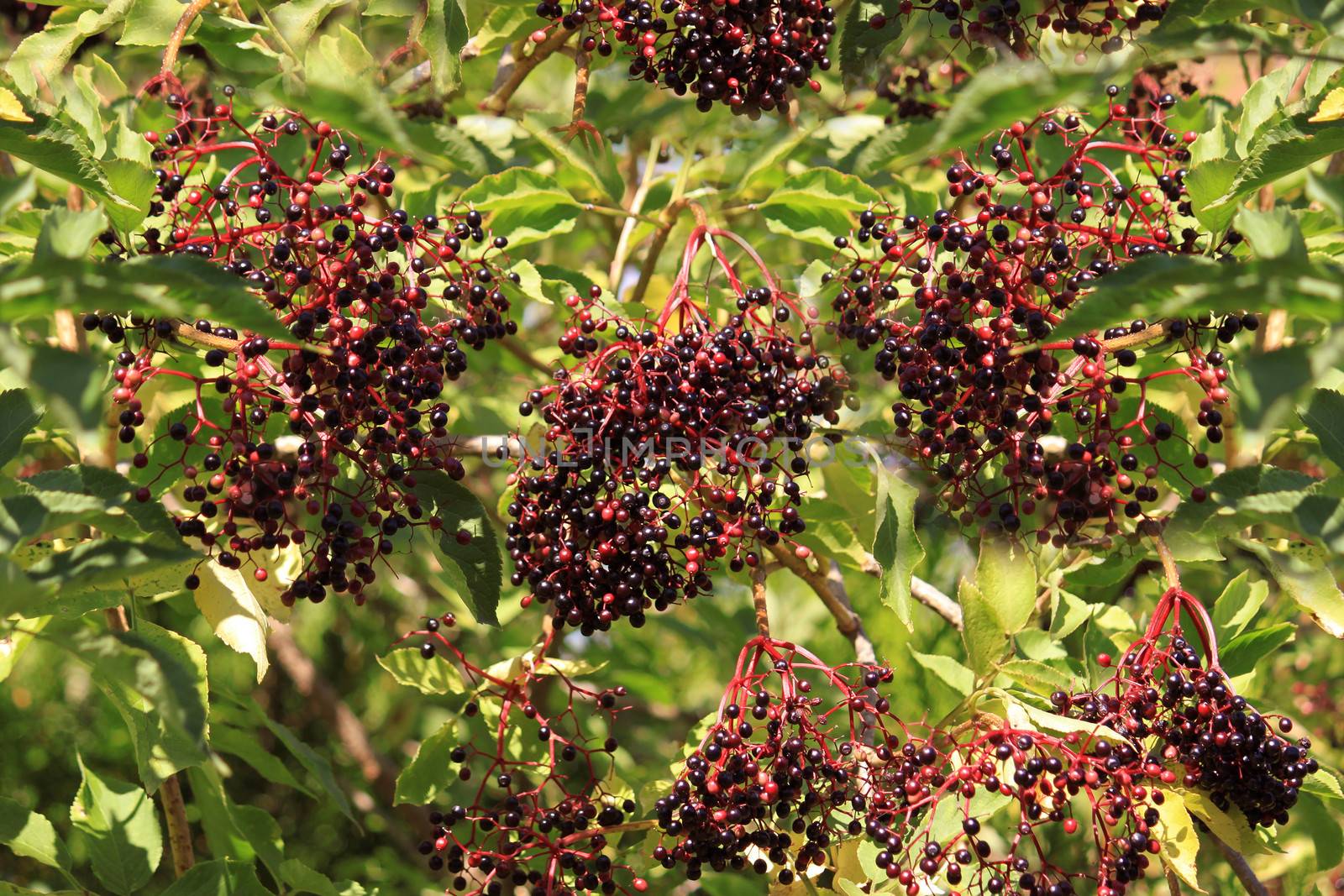 of elderberries in summer on its branches filled with leaves