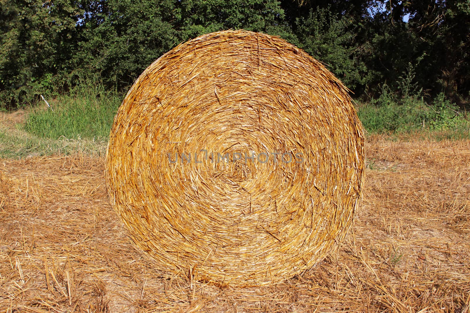 a stack of straw in a field of growing wheat crop