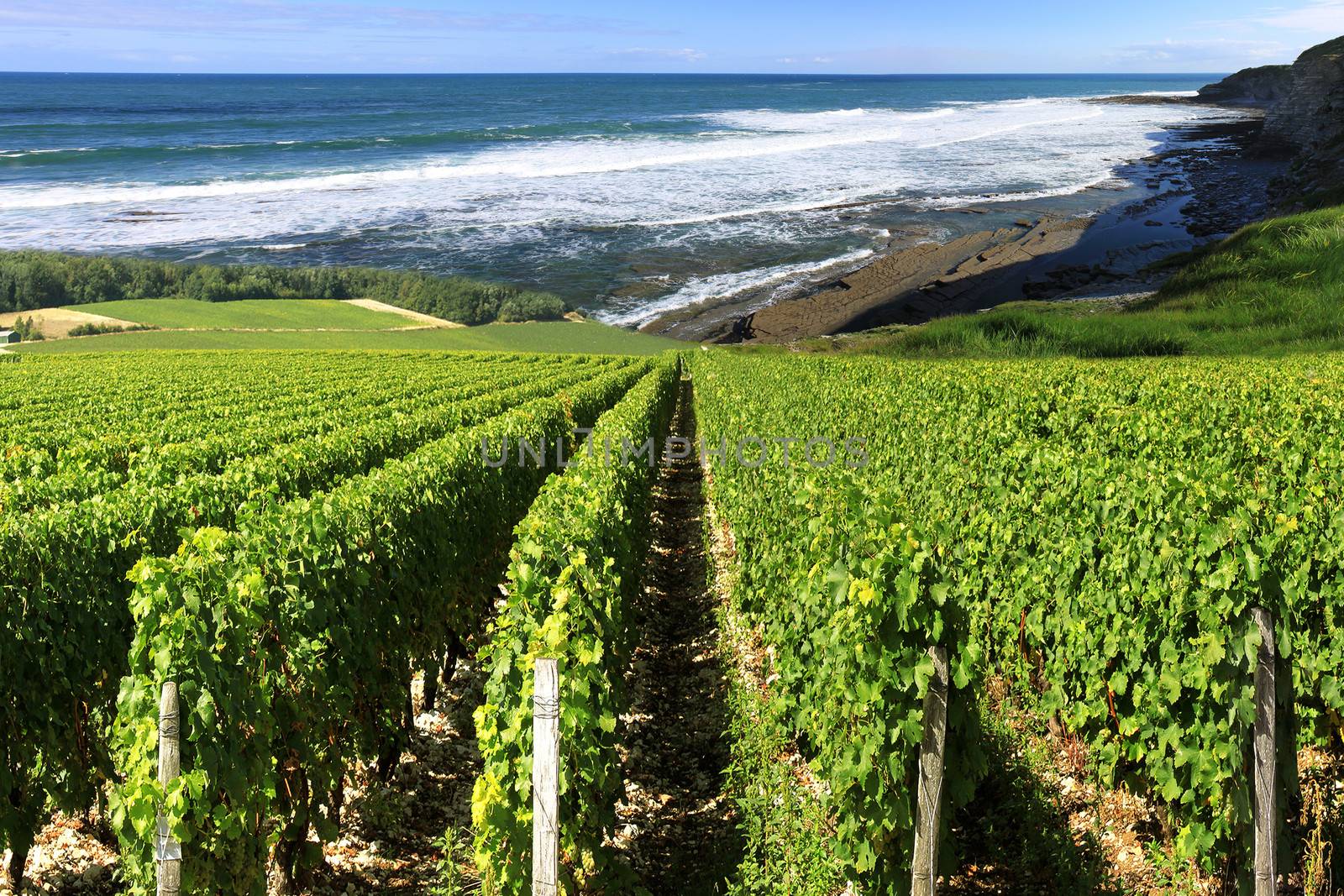 vineyard by the sea surrounded by a rugged coastline in summer under a blue sky
