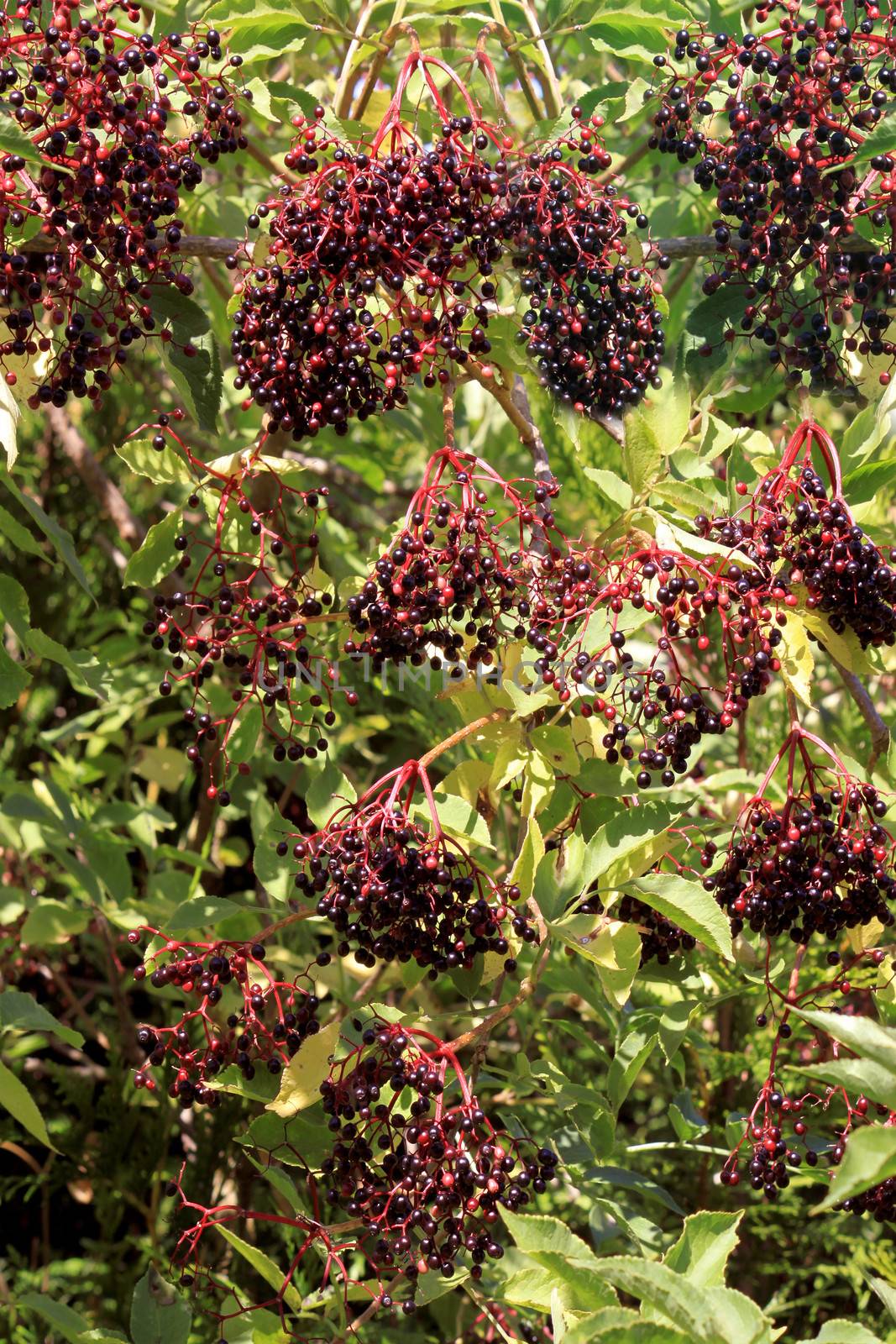 of elderberries in summer on its branches filled with leaves