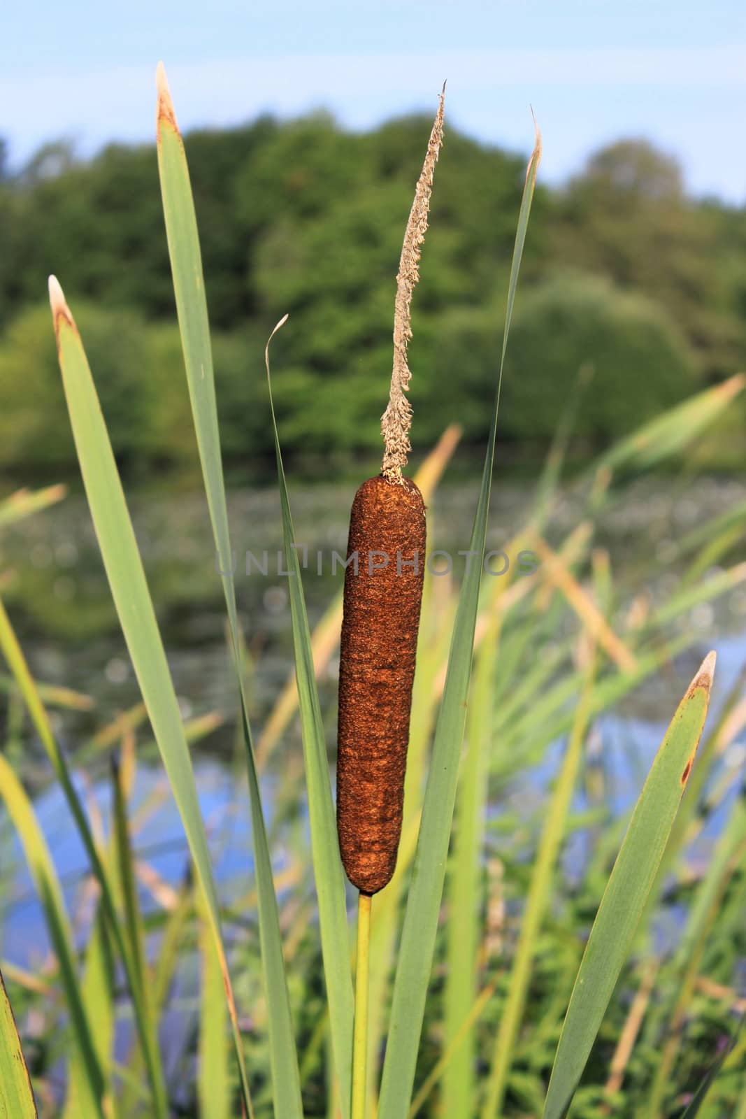 a flower of a reed in close-up near a lake in a park