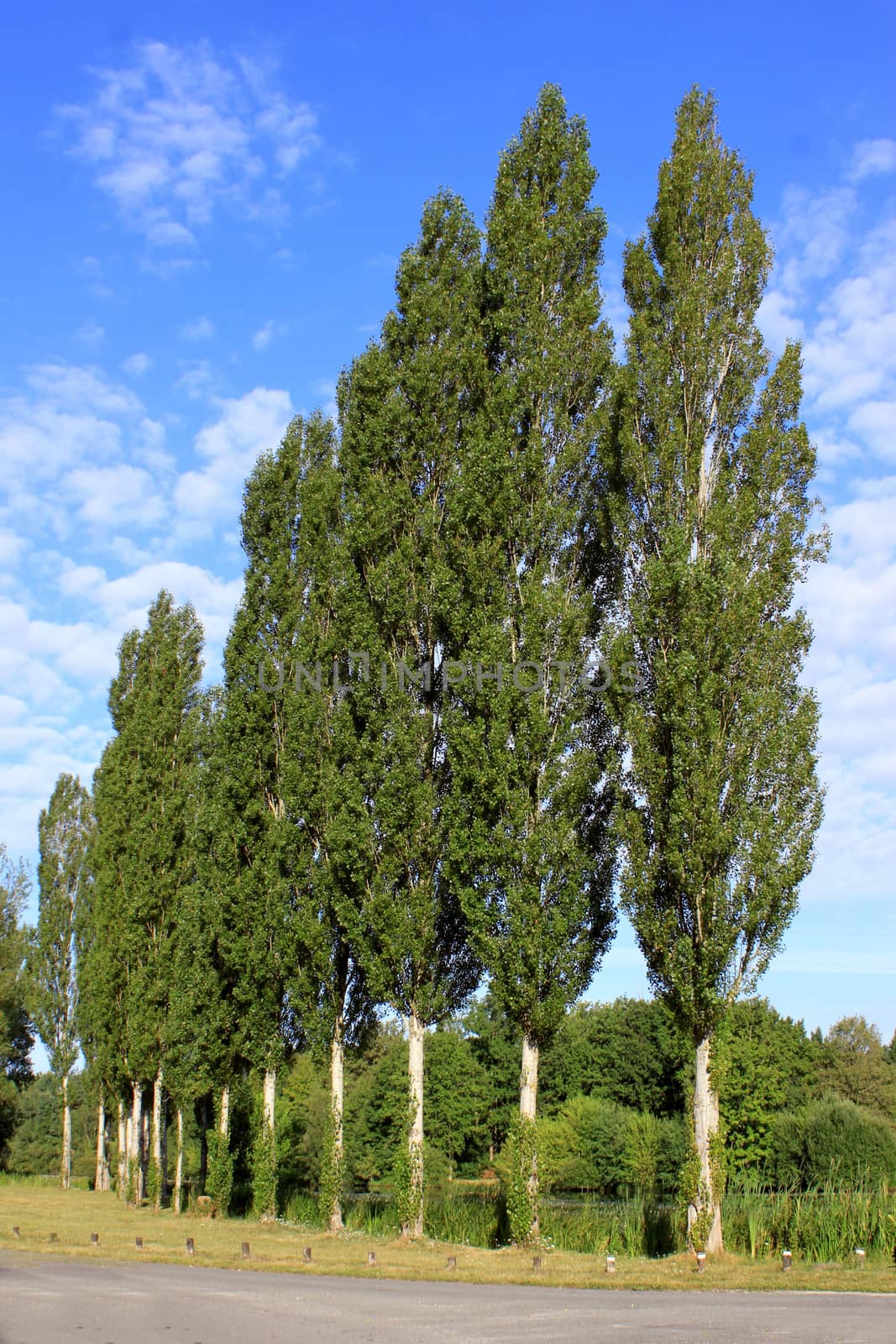 A line of trees on a background of blue summer sky lake and a road