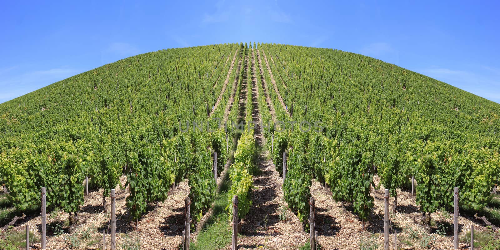 landscape with rows of twenty in a vineyard view