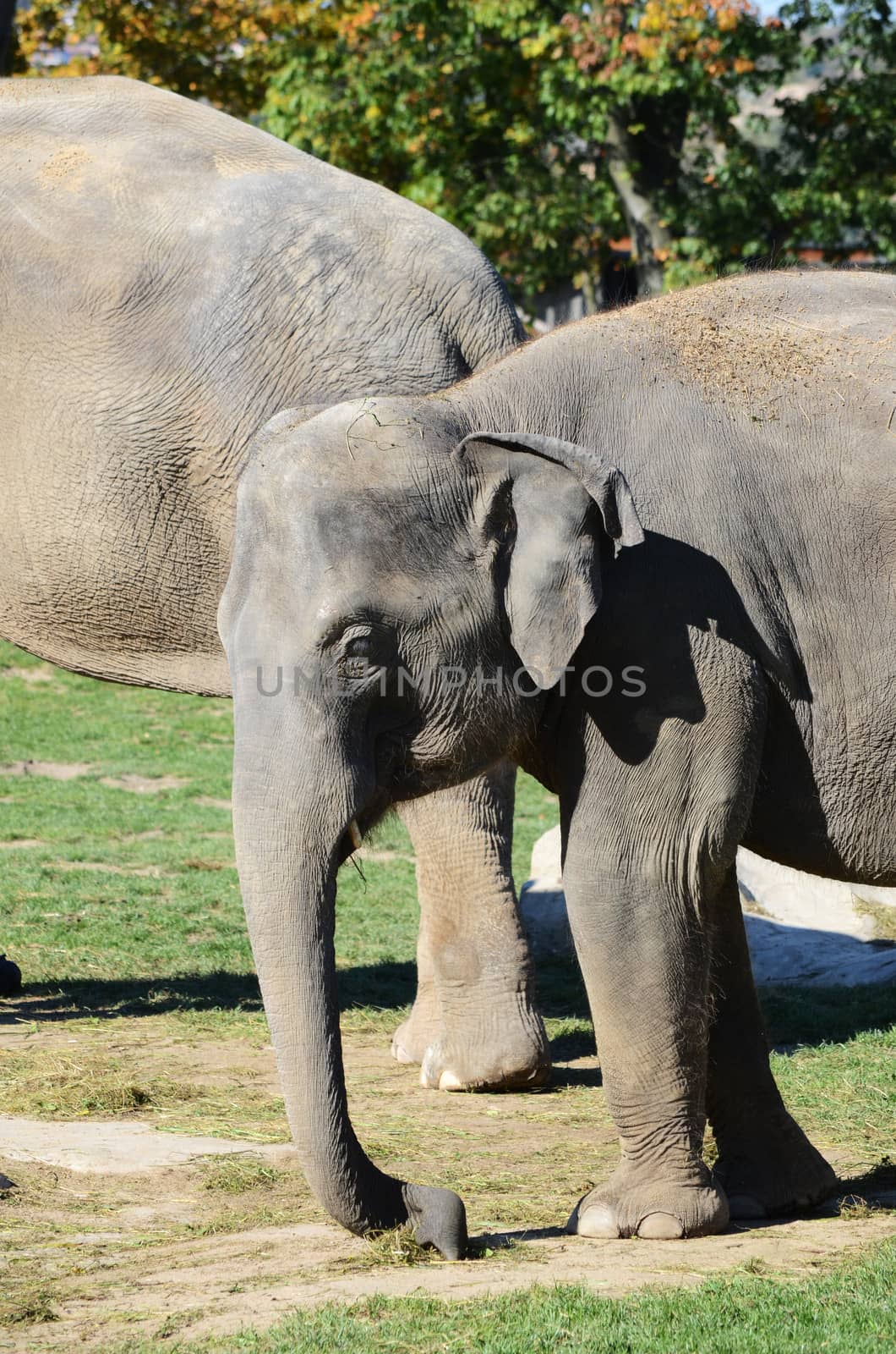 elephants