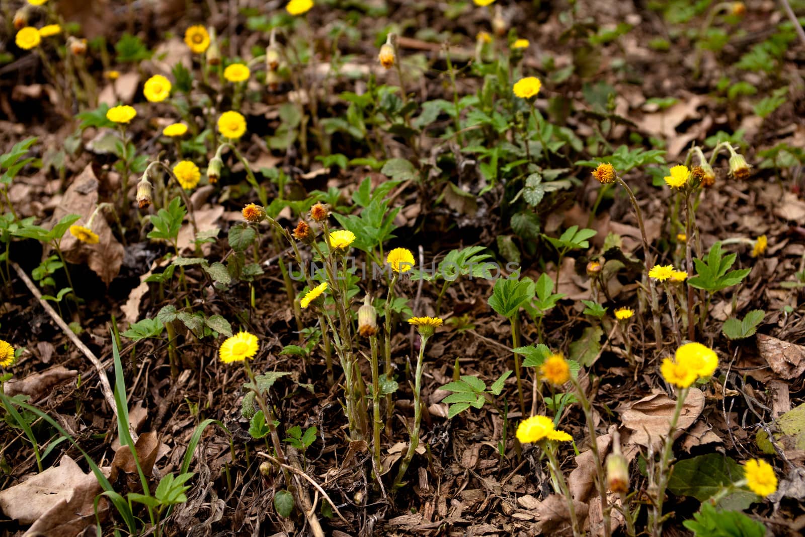 Small yellow flower on ground in sunny spring day

