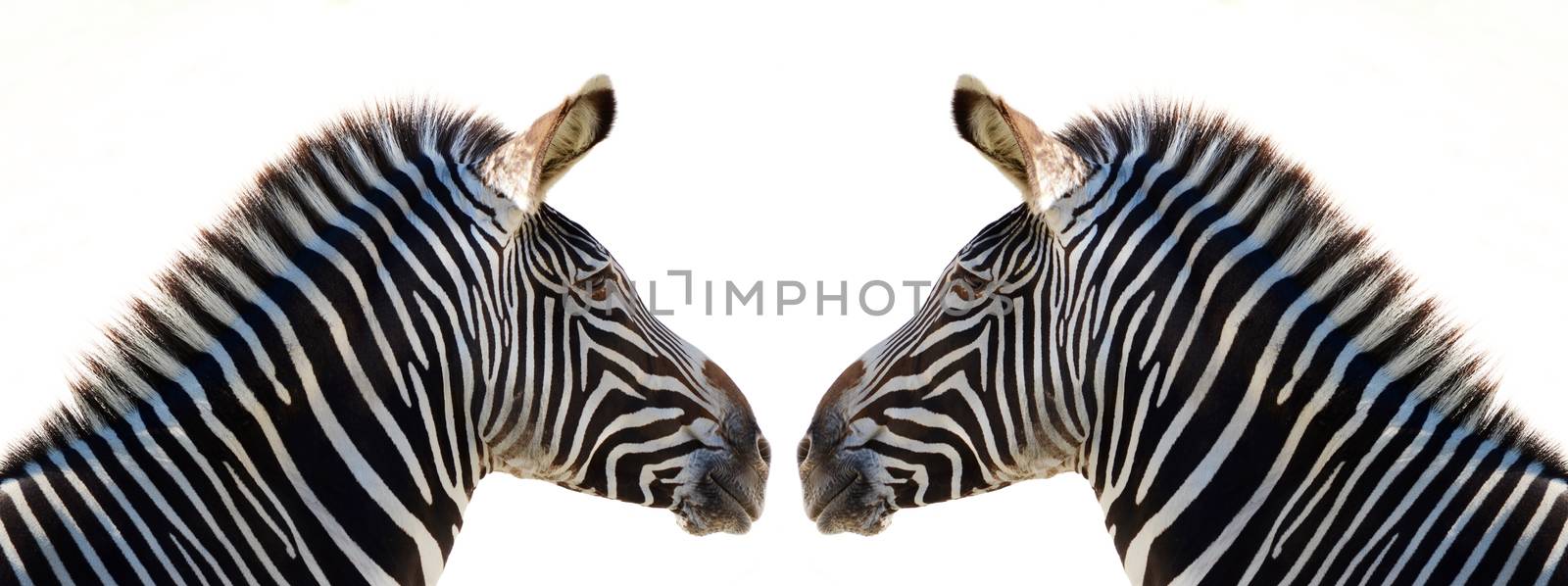 zebra by sarkao