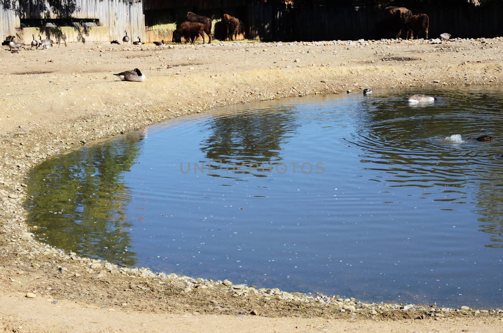 pond