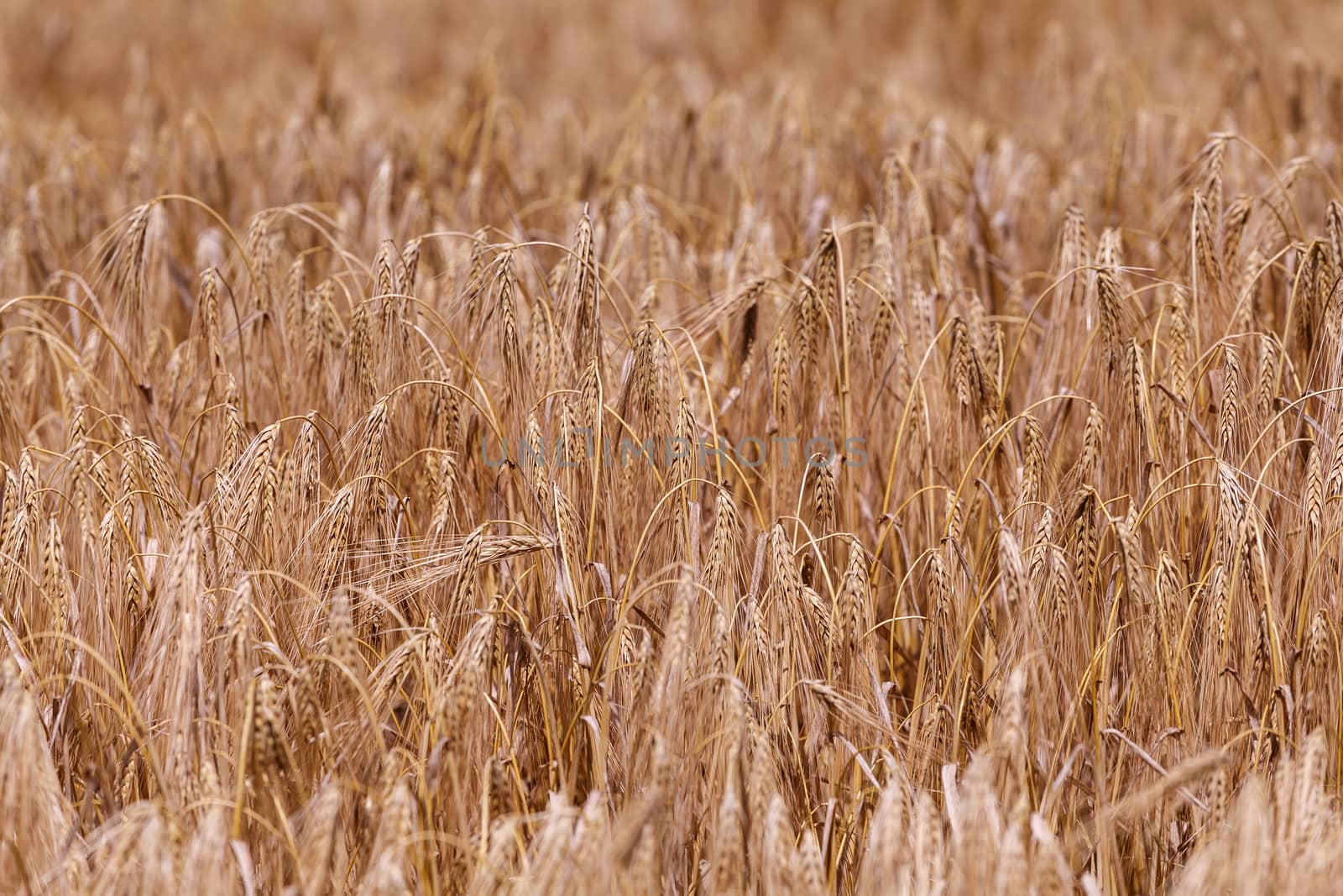 Ears of ripe wheat by fogen