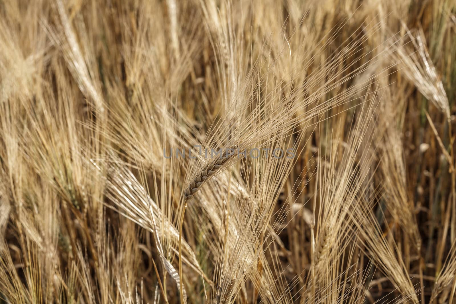 Wheat field. by fogen