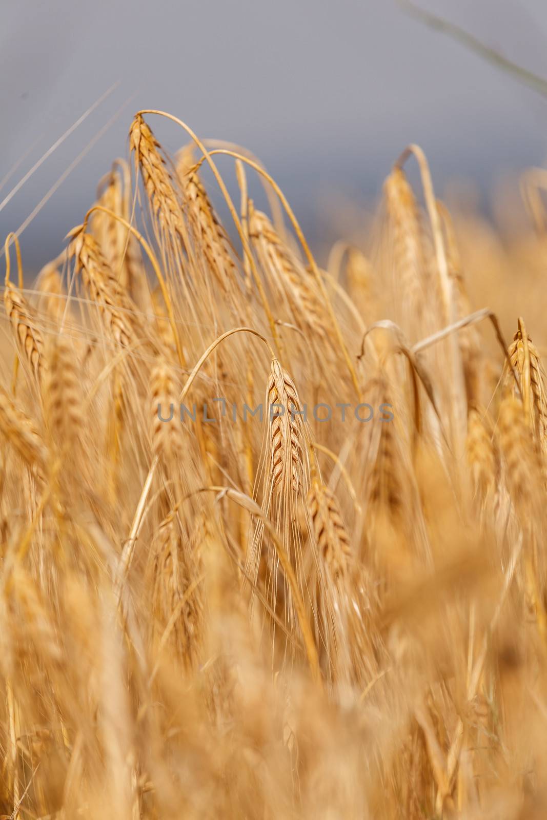 wheat field on a background of blue sky