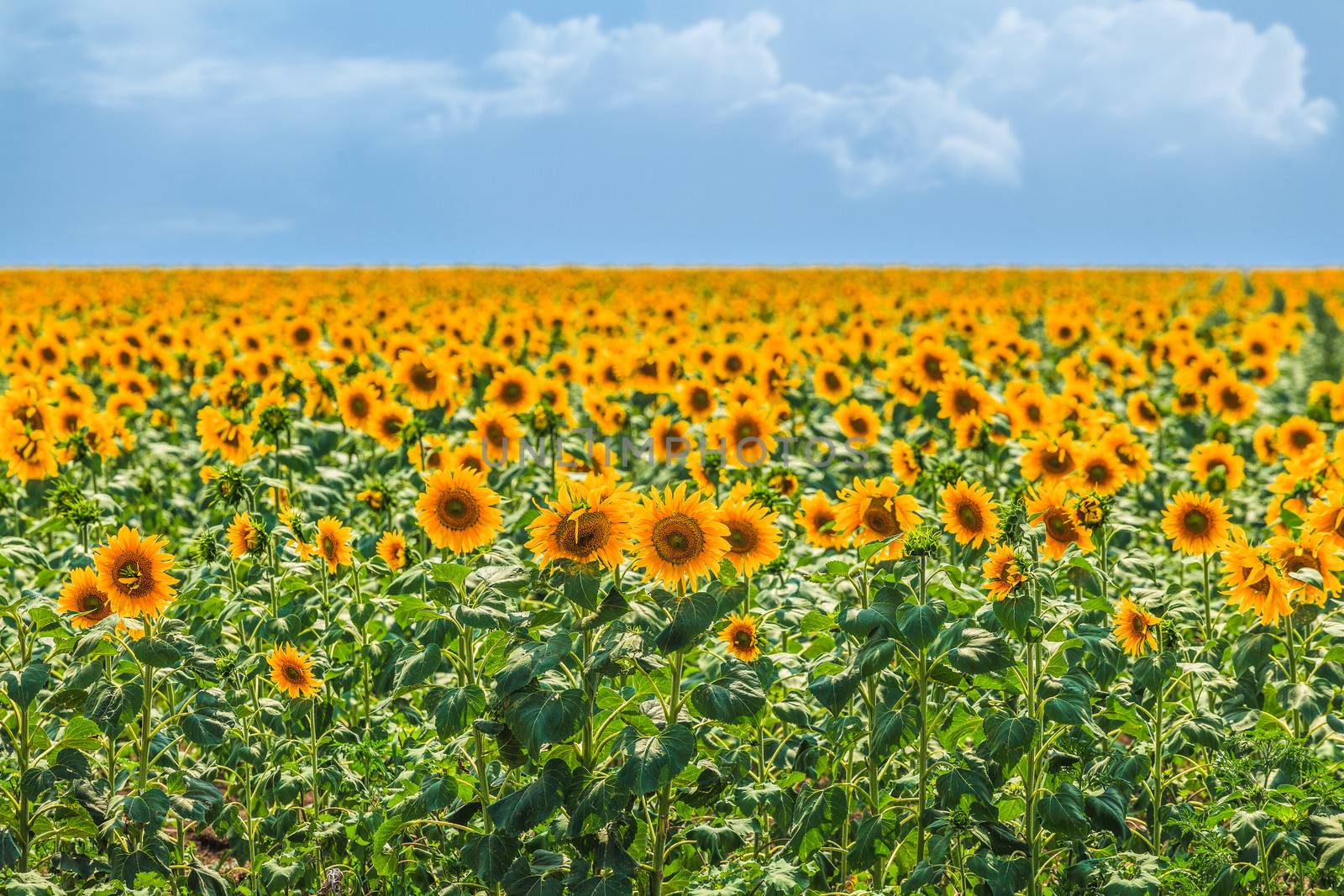 field of sunflowers on a background of blue sky
